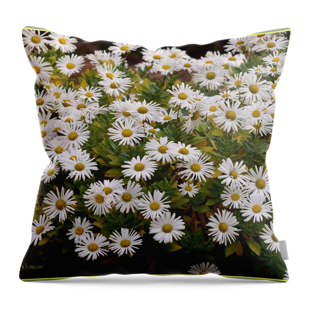 Daisy Wave Throw Pillow featuring the photograph Daisy Wave by Sonali Gangane