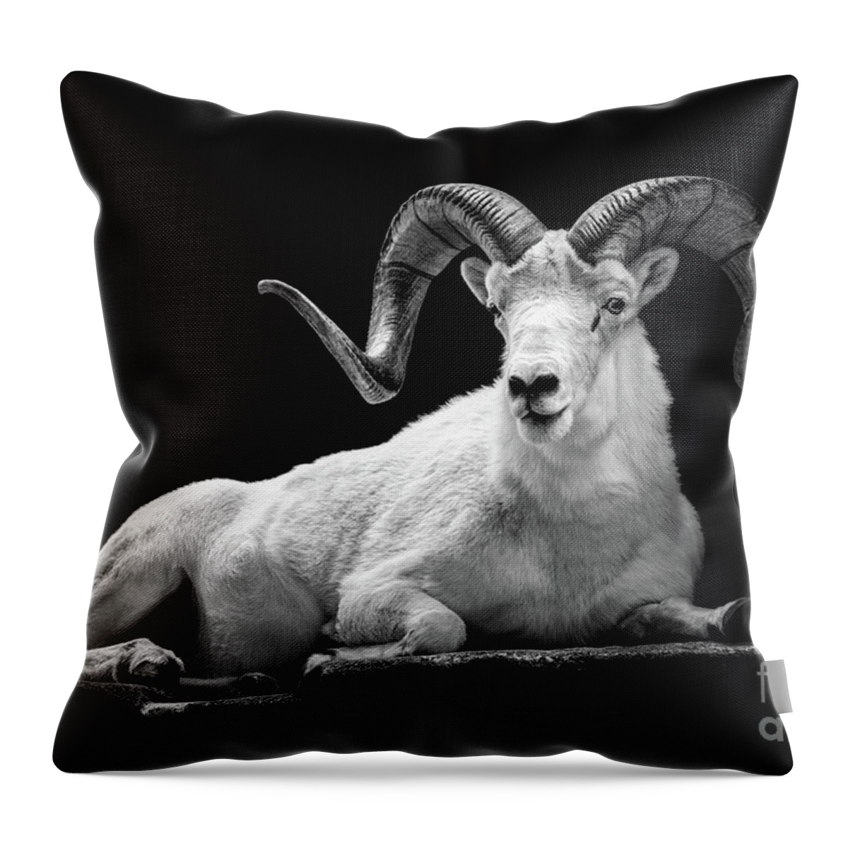 Dall Sheep Throw Pillow featuring the photograph Dall Sheep by Jarrod Erbe