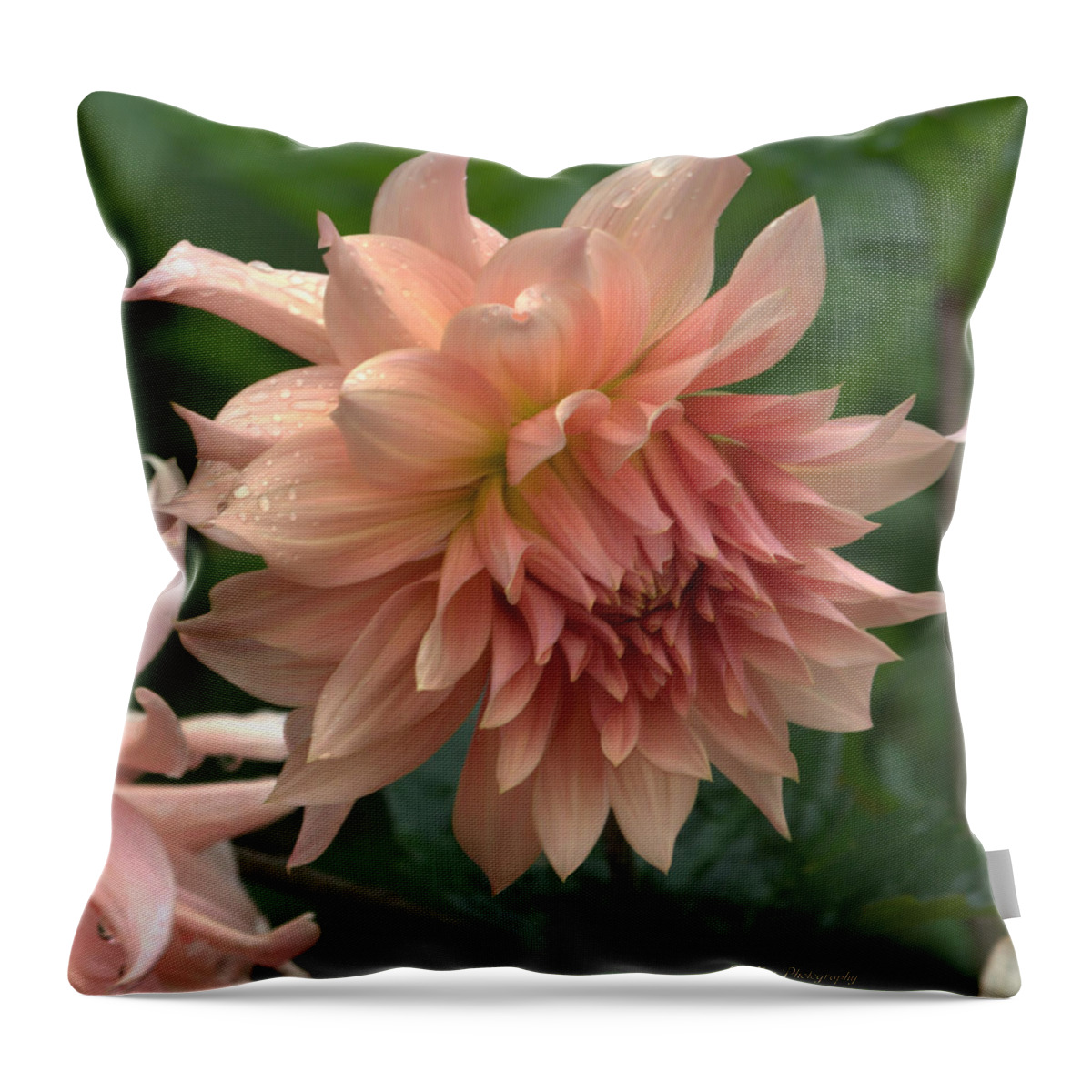 Dahlia Throw Pillow featuring the photograph Dancing In The Rain by Jeanette C Landstrom