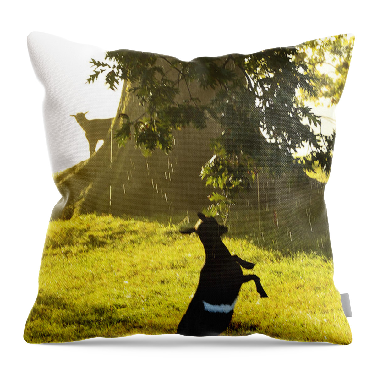 Pygmy Goat Throw Pillow featuring the photograph Dancing in the Rain by Thomas R Fletcher
