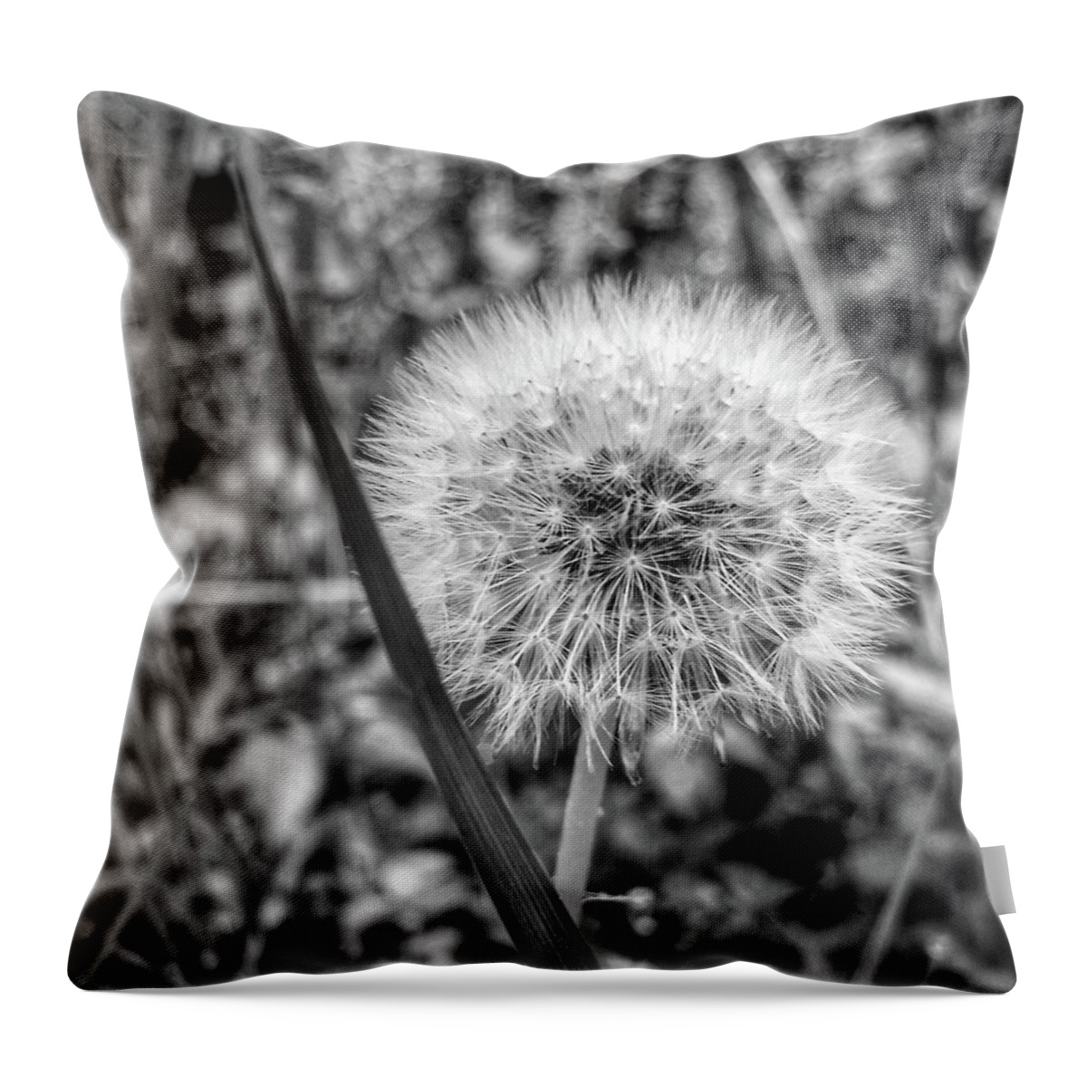 Weed Throw Pillow featuring the photograph Dandelion by Al Harden