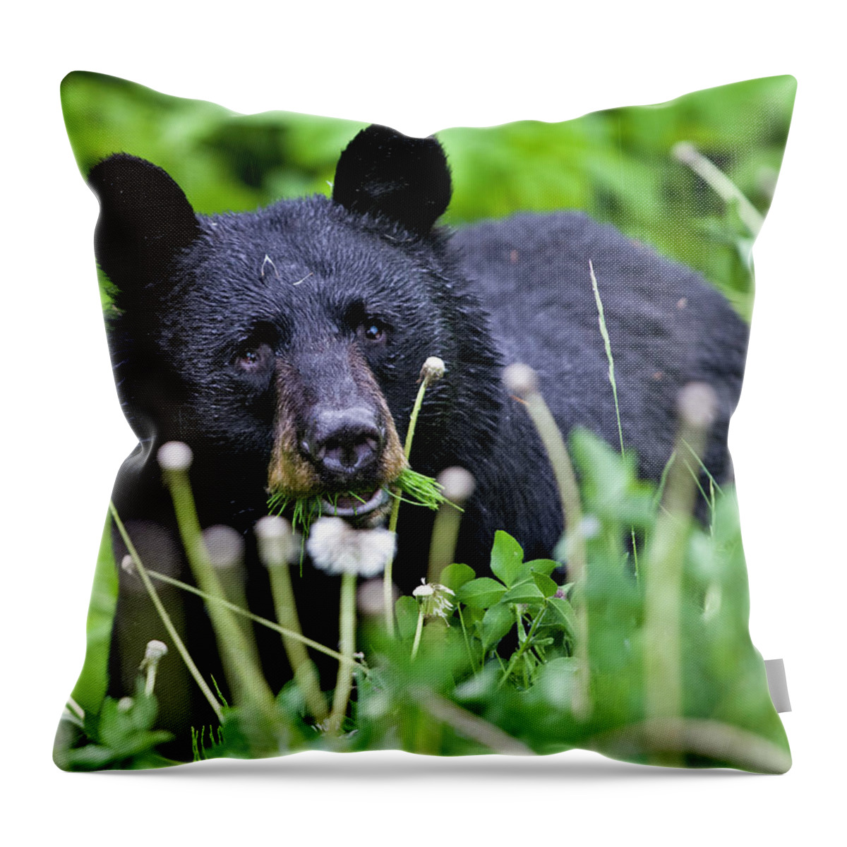 Bear Throw Pillow featuring the photograph Dandelion Salad by Paul Riedinger