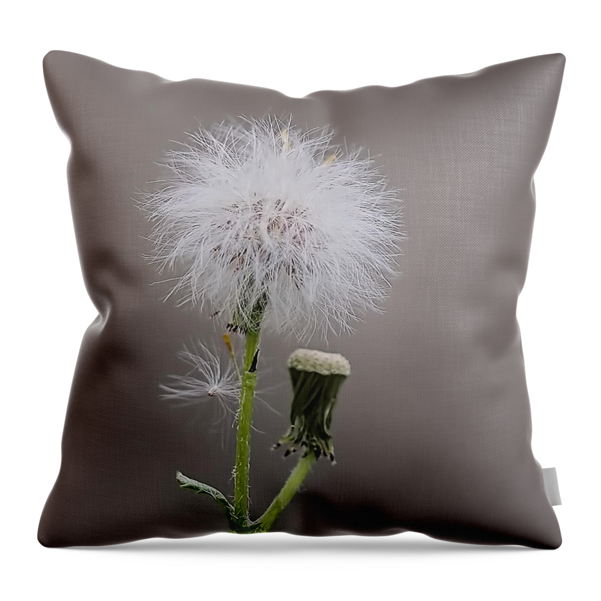  Throw Pillow featuring the photograph Dandelion Seed Head by Rona Black