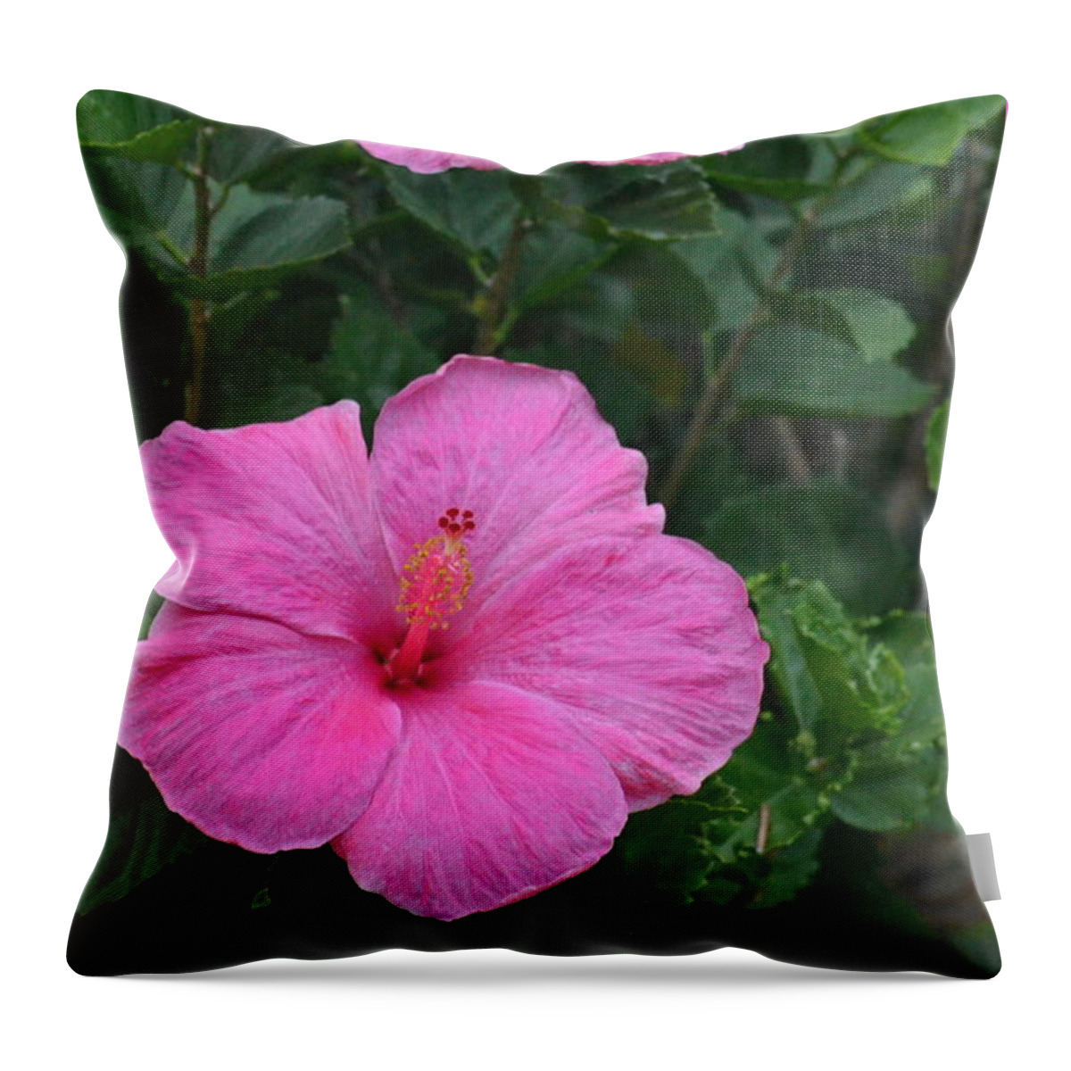 Flower Throw Pillow featuring the photograph Dark Pink Hibiscus Duo by Amy Fose