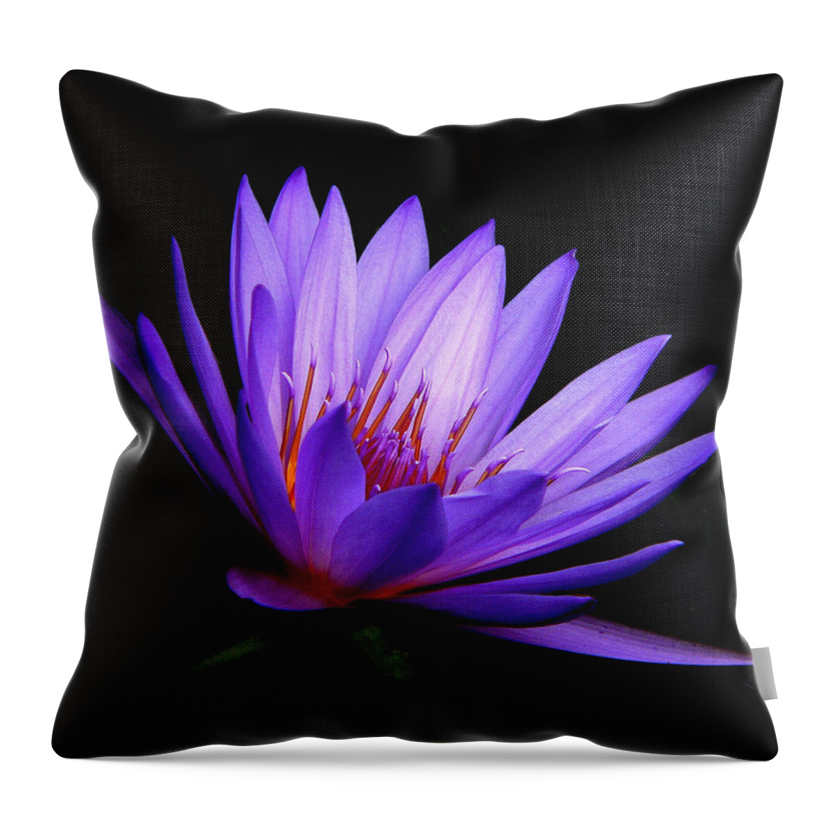 Water Lily Throw Pillow featuring the photograph Dark Side of the Purple Water Lily by Rosalie Scanlon