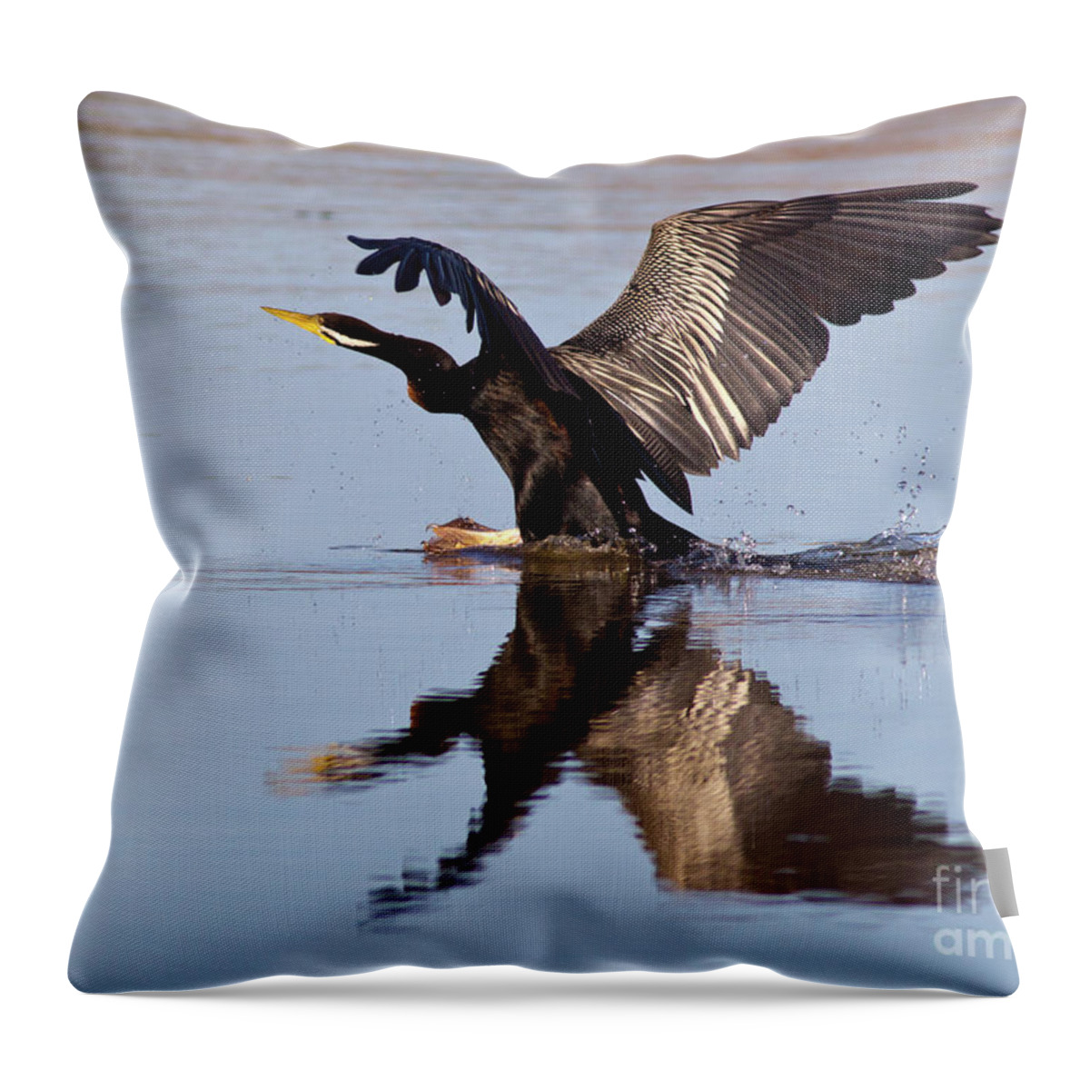 Bird Landing On Water Darter River Murray Flying Reflection Reflections Wing Span Throw Pillow featuring the photograph Darter Landing by Bill Robinson