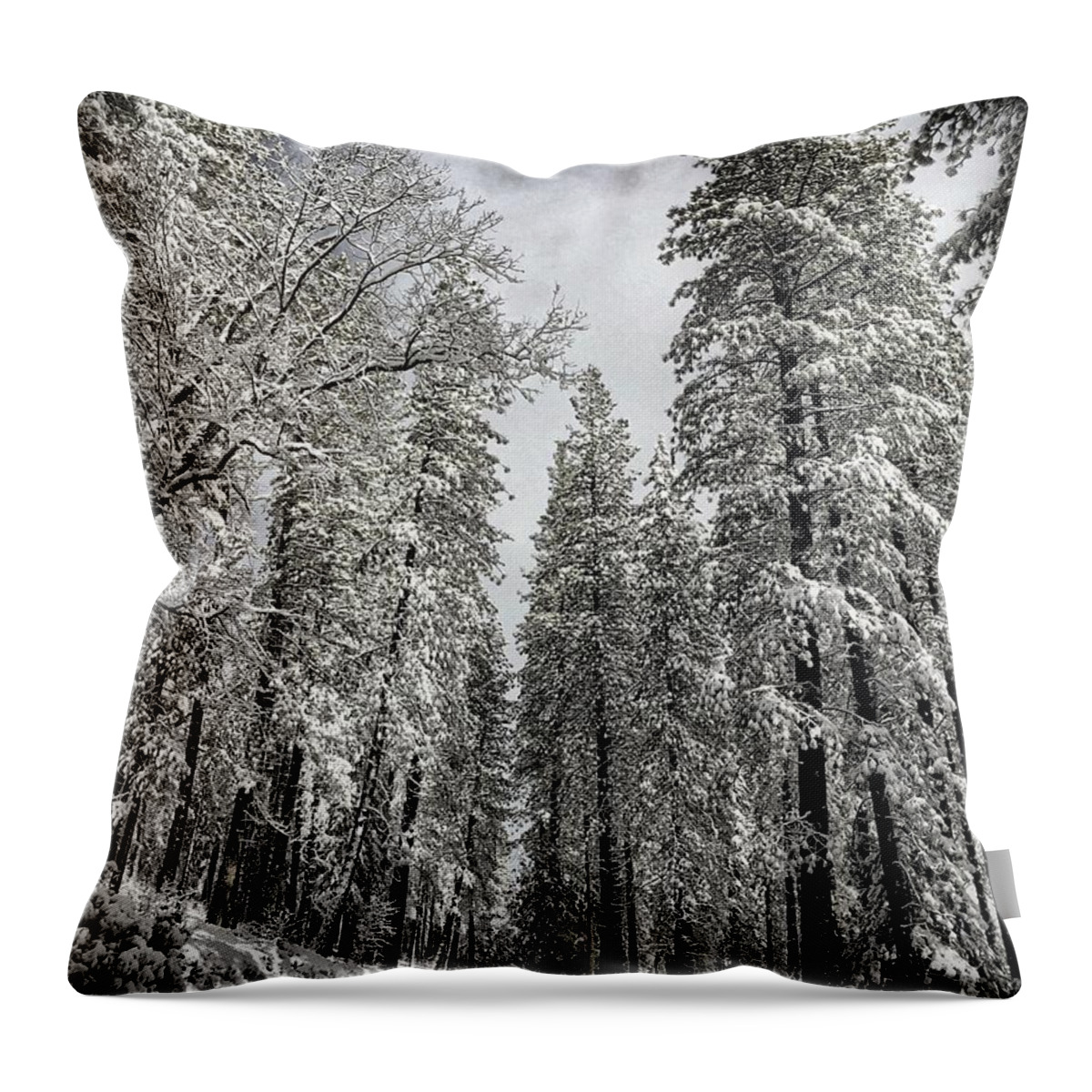 Snow Throw Pillow featuring the photograph Dashing Through the Snow by Steph Gabler