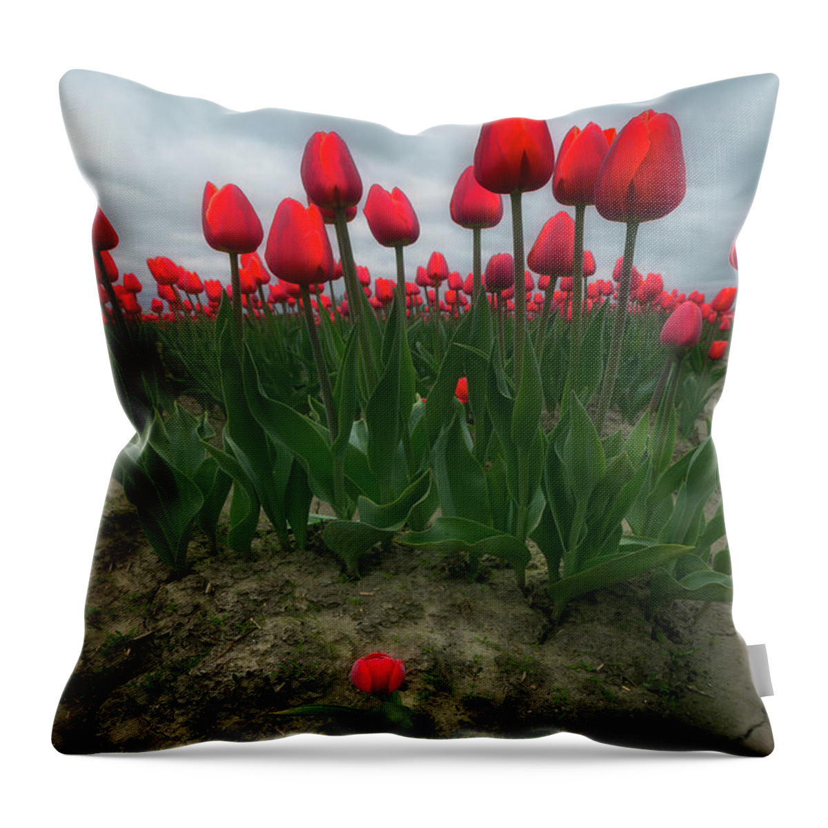 Roozengaarde Throw Pillow featuring the photograph David by Ryan Manuel