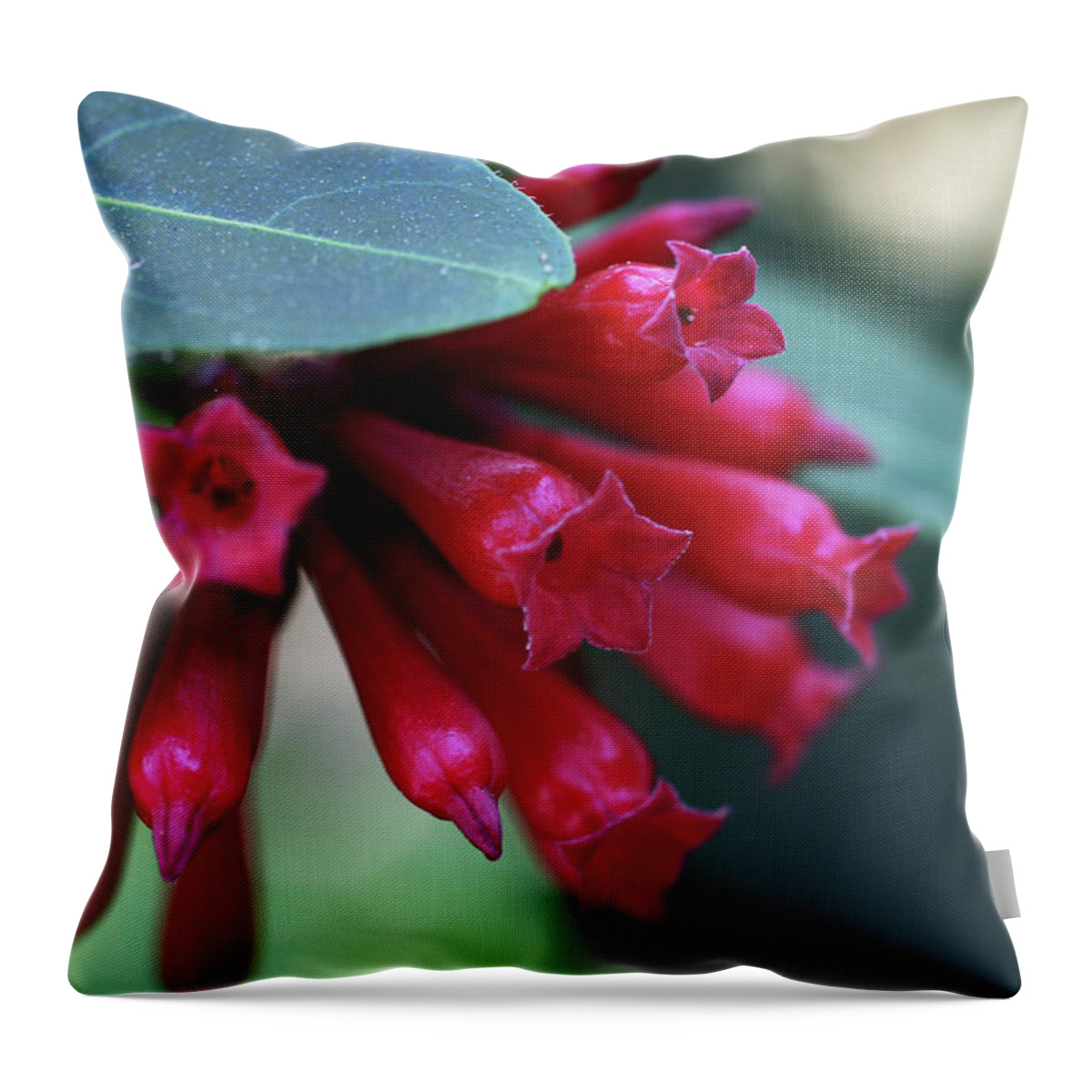Jasmine Purple Flower Close-up Throw Pillow featuring the photograph Day Blooming Jasime by Christina Geiger