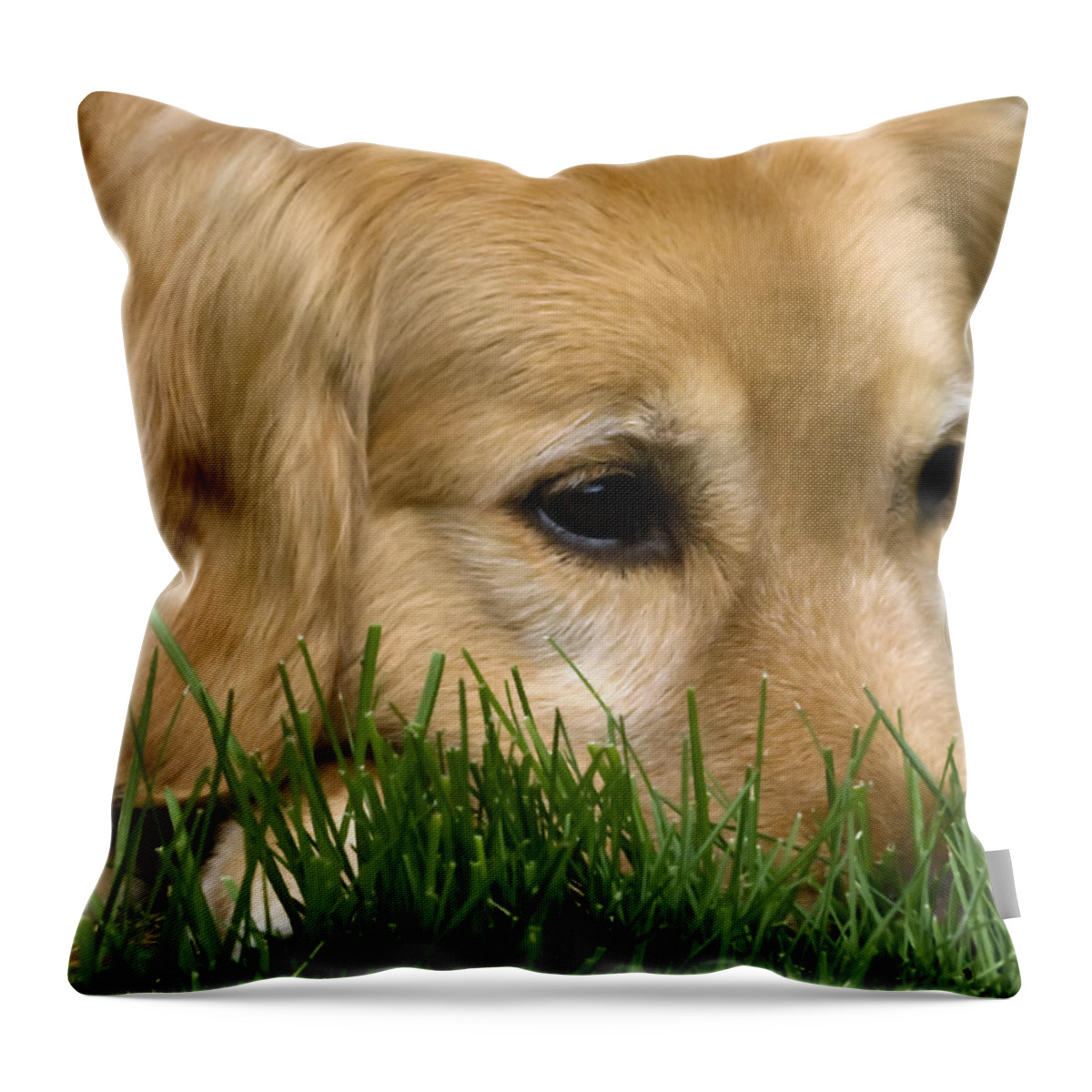 Animals Throw Pillow featuring the photograph Daydreaming by Rhonda McDougall