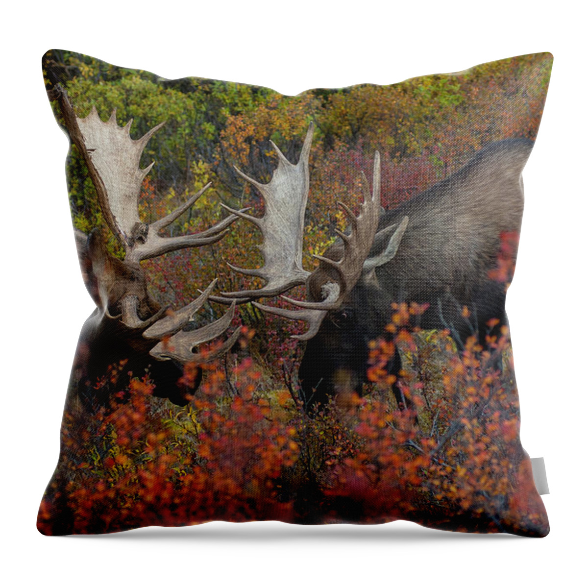Alaska Throw Pillow featuring the photograph DDP DJD Rutting Moose 165 by David Drew
