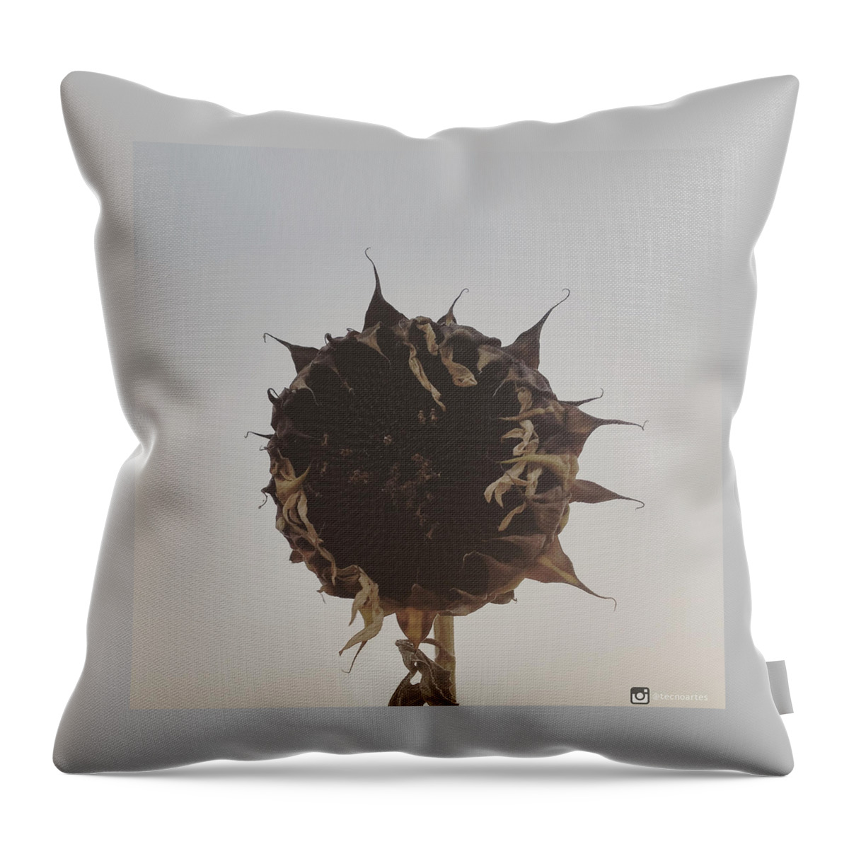 Withered Throw Pillow featuring the photograph Dead Sunflower by Miguel Angel