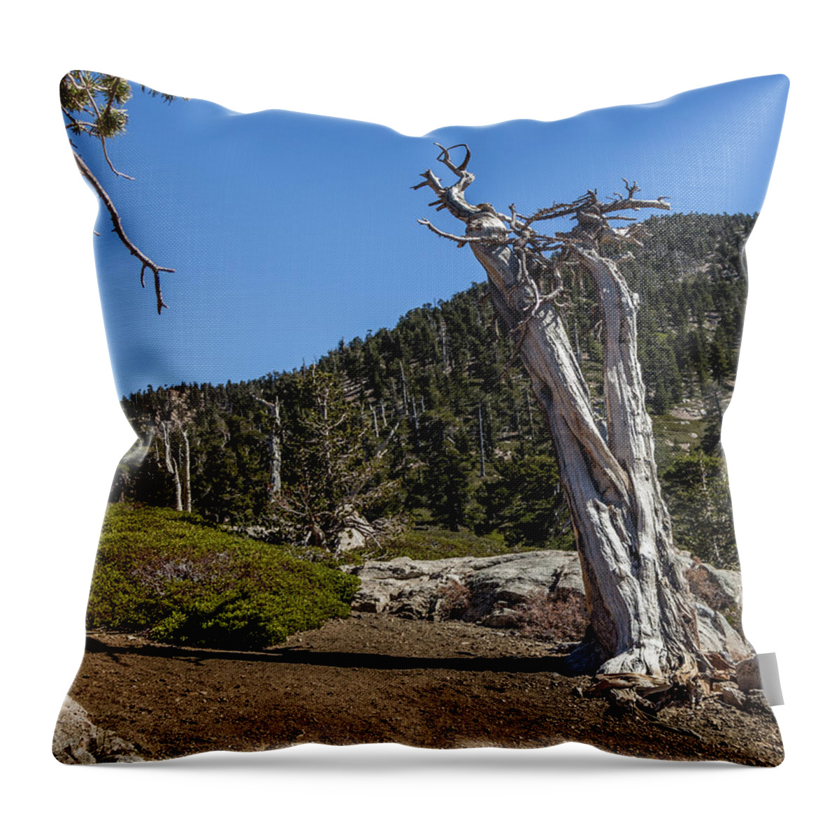 Socal Throw Pillow featuring the photograph Dead Tree by Ed Clark