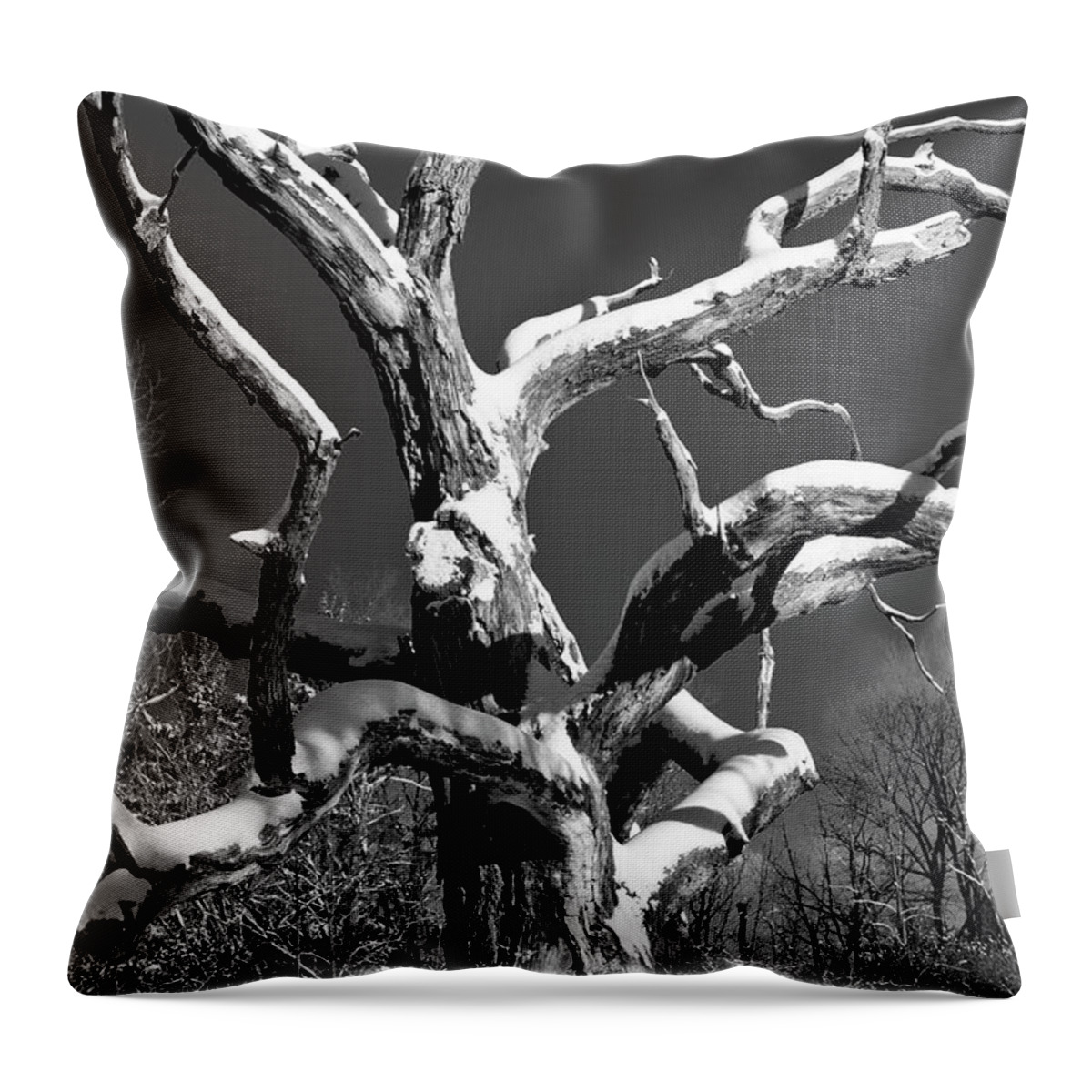 Tree Throw Pillow featuring the photograph Dead Tree - UW Arboretum - Madison - WI by Steven Ralser