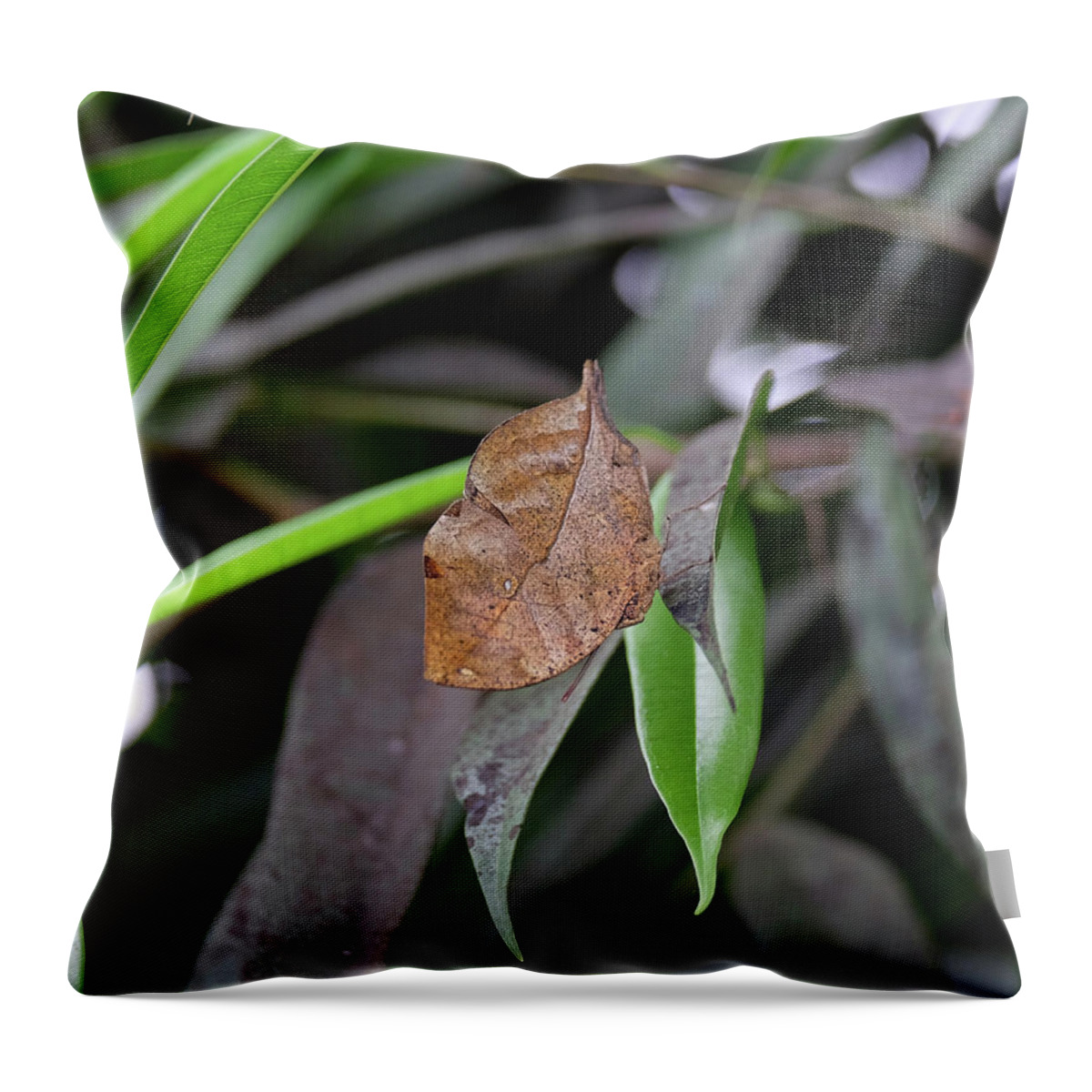Deadleaf Butterfly Throw Pillow featuring the photograph Deadleaf butterfly closed by Ronda Ryan