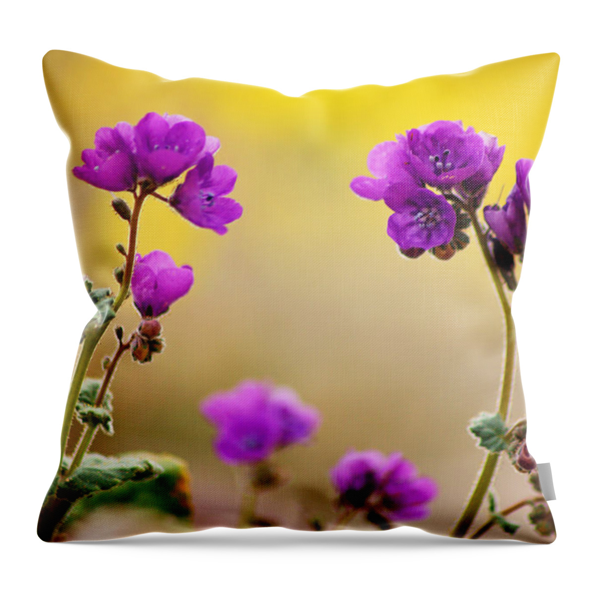 Superbloom 2016 Throw Pillow featuring the photograph Death Valley Superbloom 506 by Daniel Woodrum