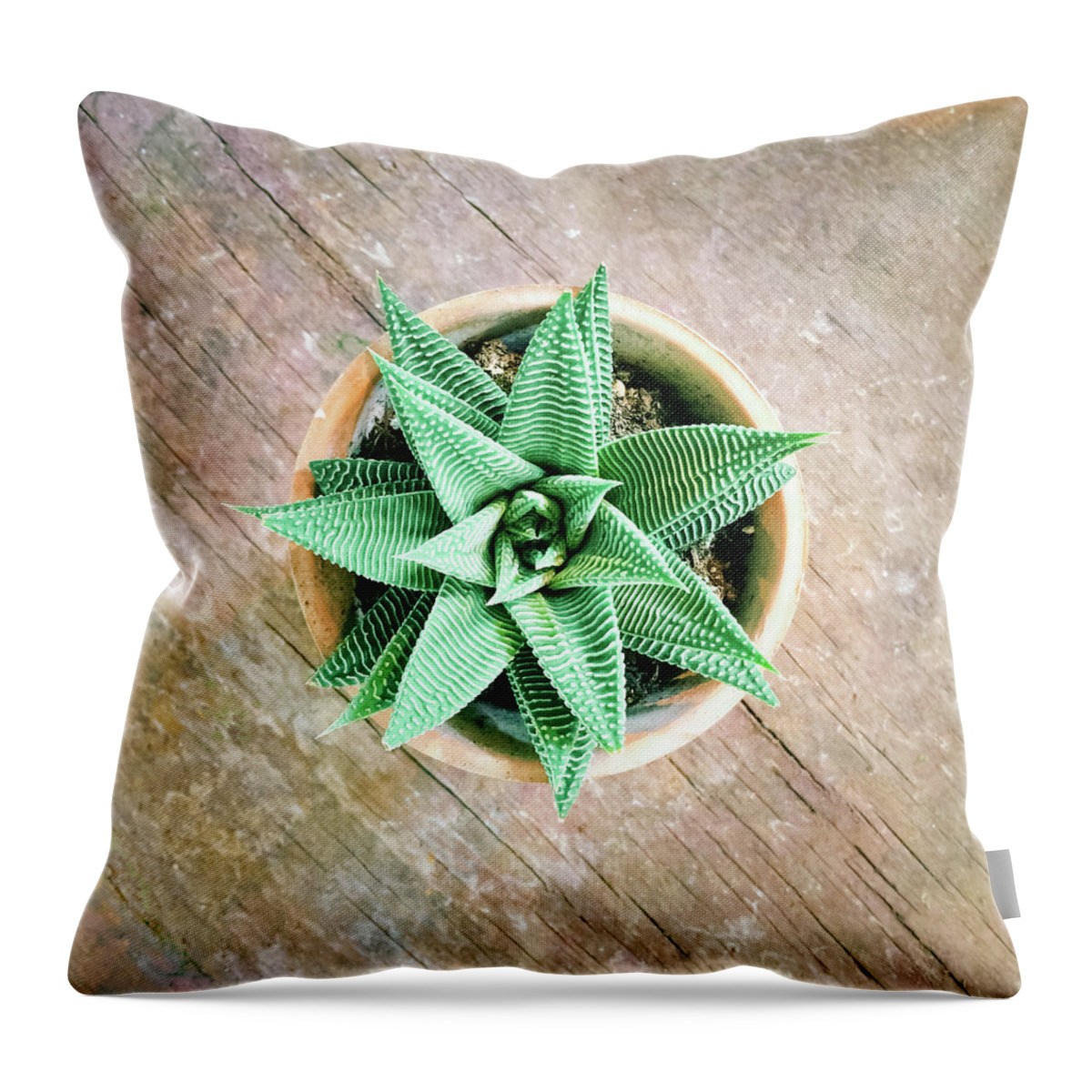 Aloe Throw Pillow featuring the photograph Decorative aloe plant on old wooden surface by GoodMood Art