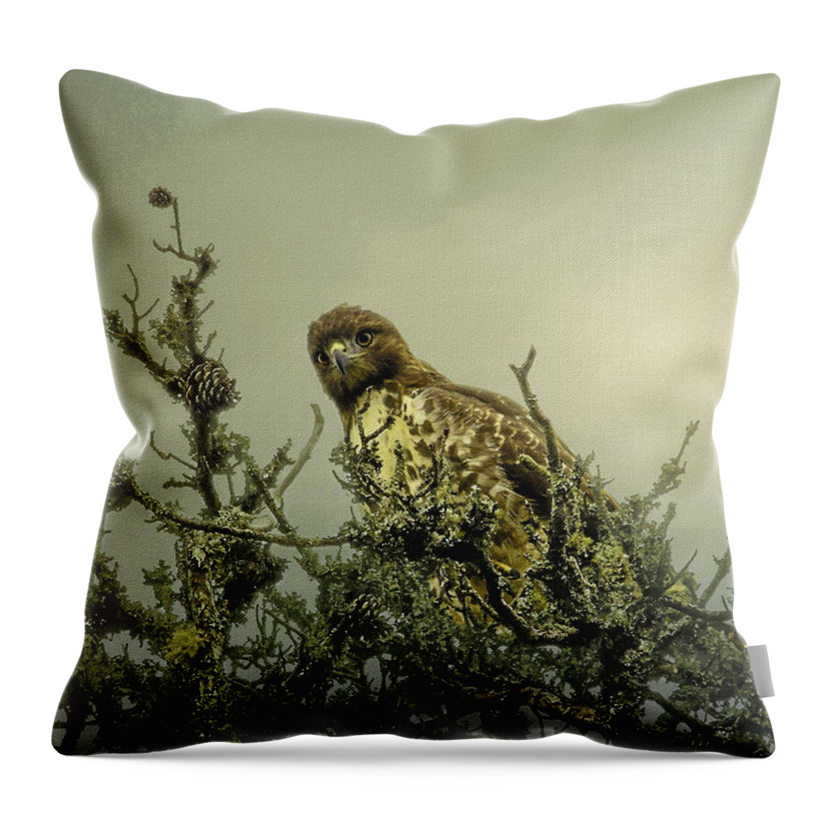 Red Tailed Hawk Throw Pillow featuring the photograph Deep in Thought by Mary Clough