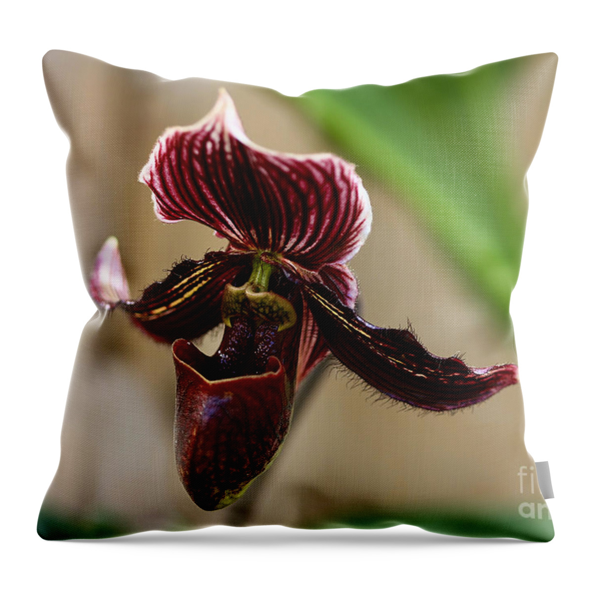 Orchid Throw Pillow featuring the photograph Deep Rich Beauty by Deborah Benoit