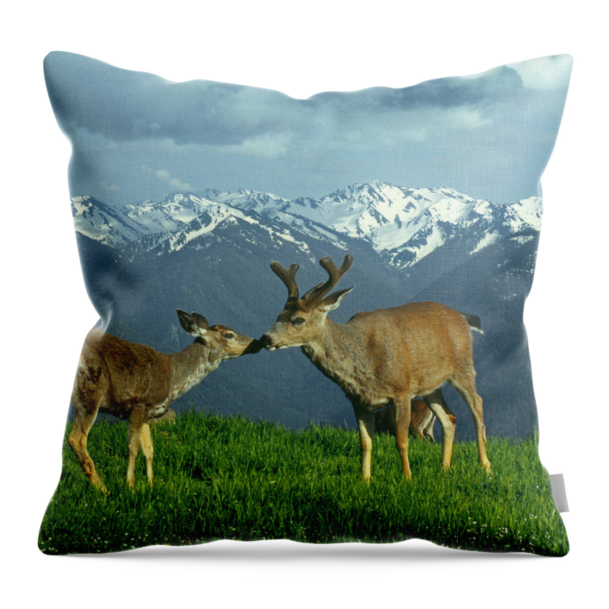 Black Tailed Deer Throw Pillow featuring the photograph MA-181-Deer in Love by Ed Cooper Photography