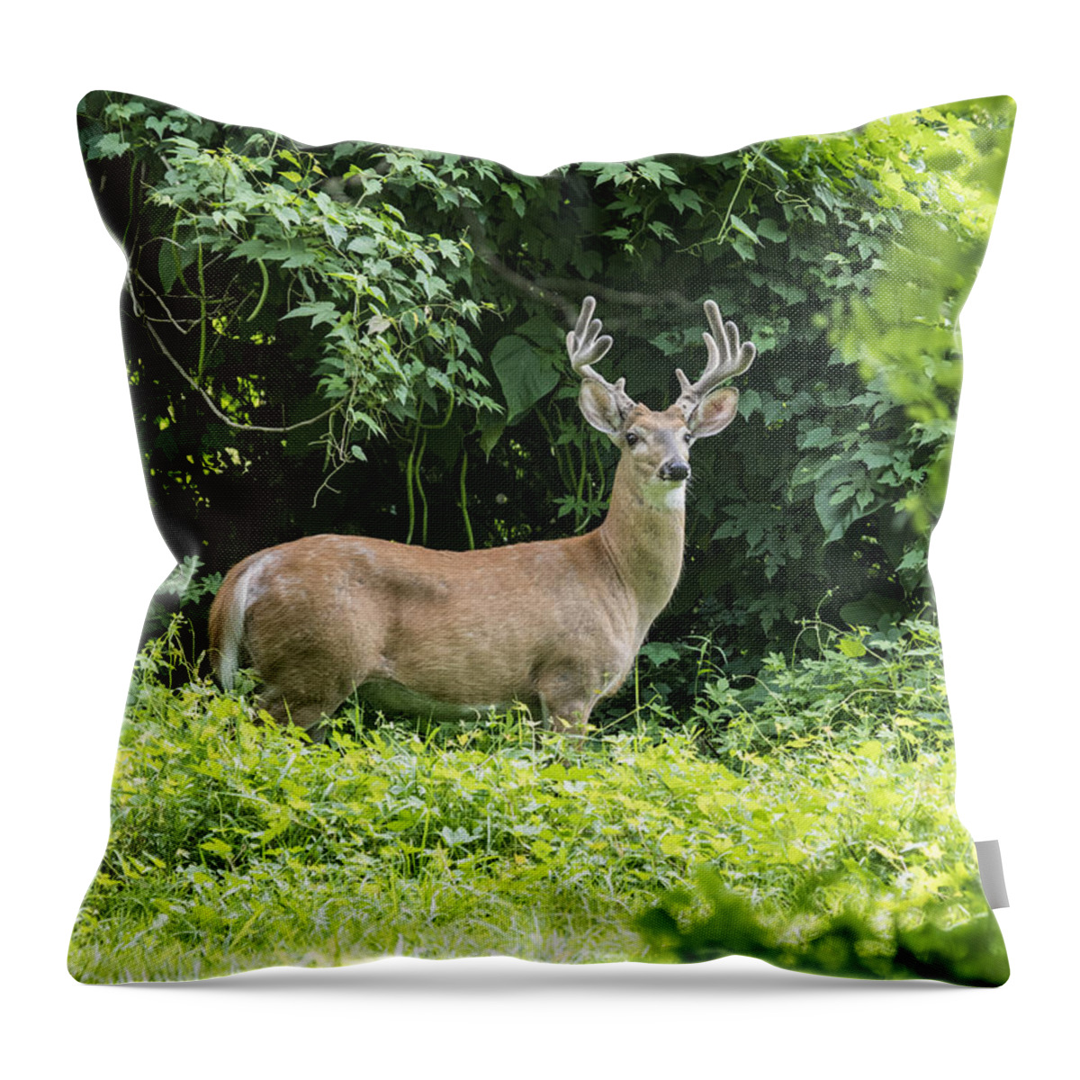 Wildlife Throw Pillow featuring the photograph Eastern White Tail Deer by Paul Ross