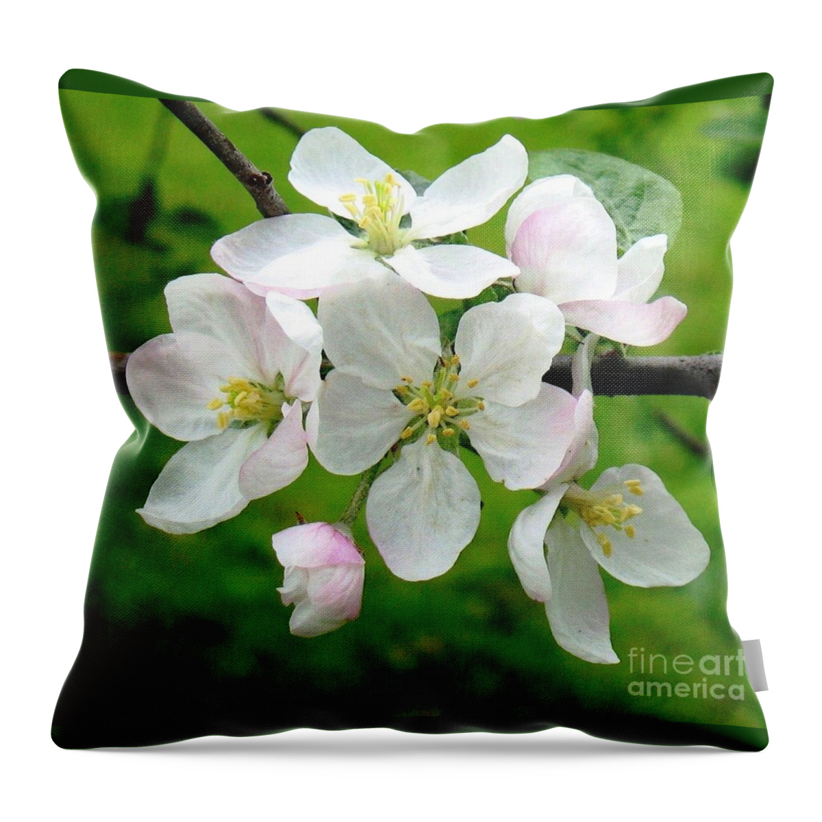 Apple Tree Blossoms Throw Pillow featuring the photograph Delicate Apple Blossoms by Hazel Holland