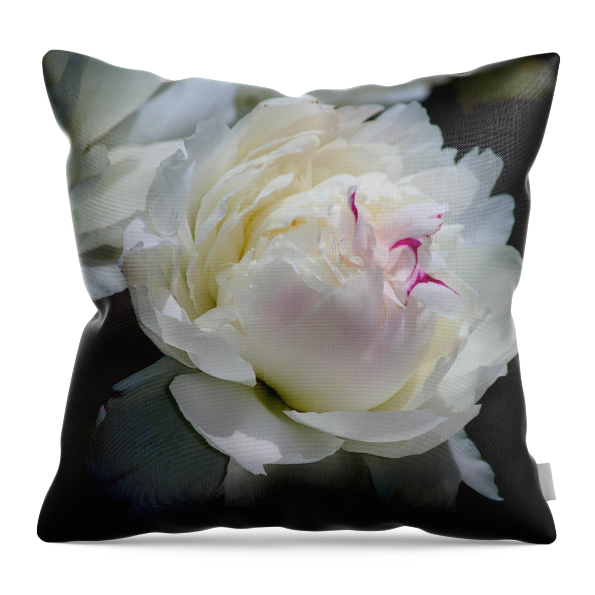 Peony Throw Pillow featuring the photograph Delicate Beauty by Veronica Batterson