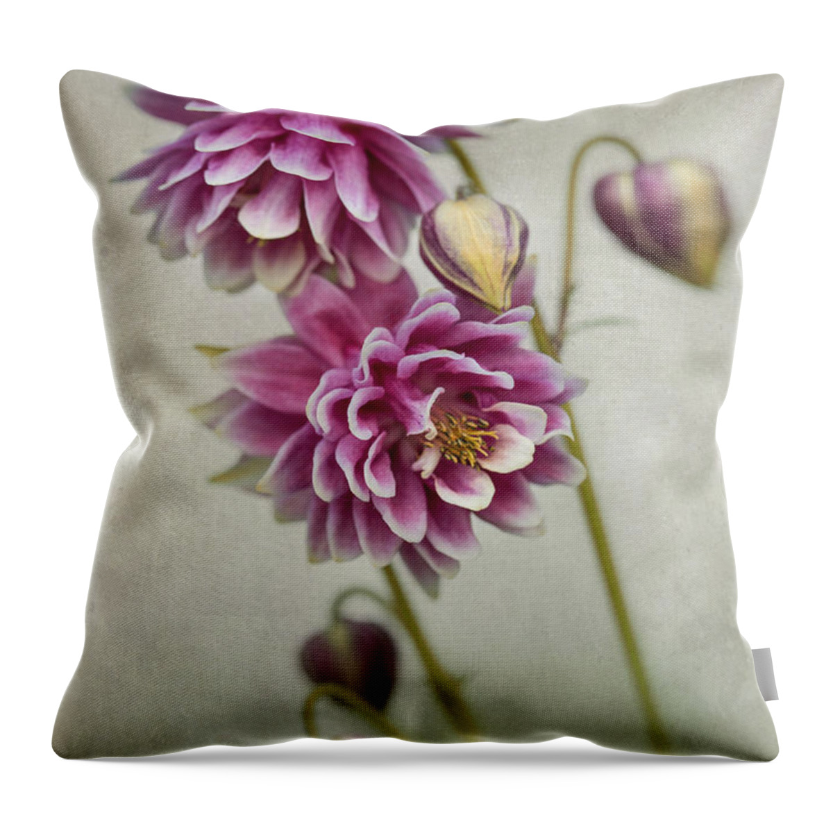 Colorful Throw Pillow featuring the photograph Delicate pink columbine by Jaroslaw Blaminsky