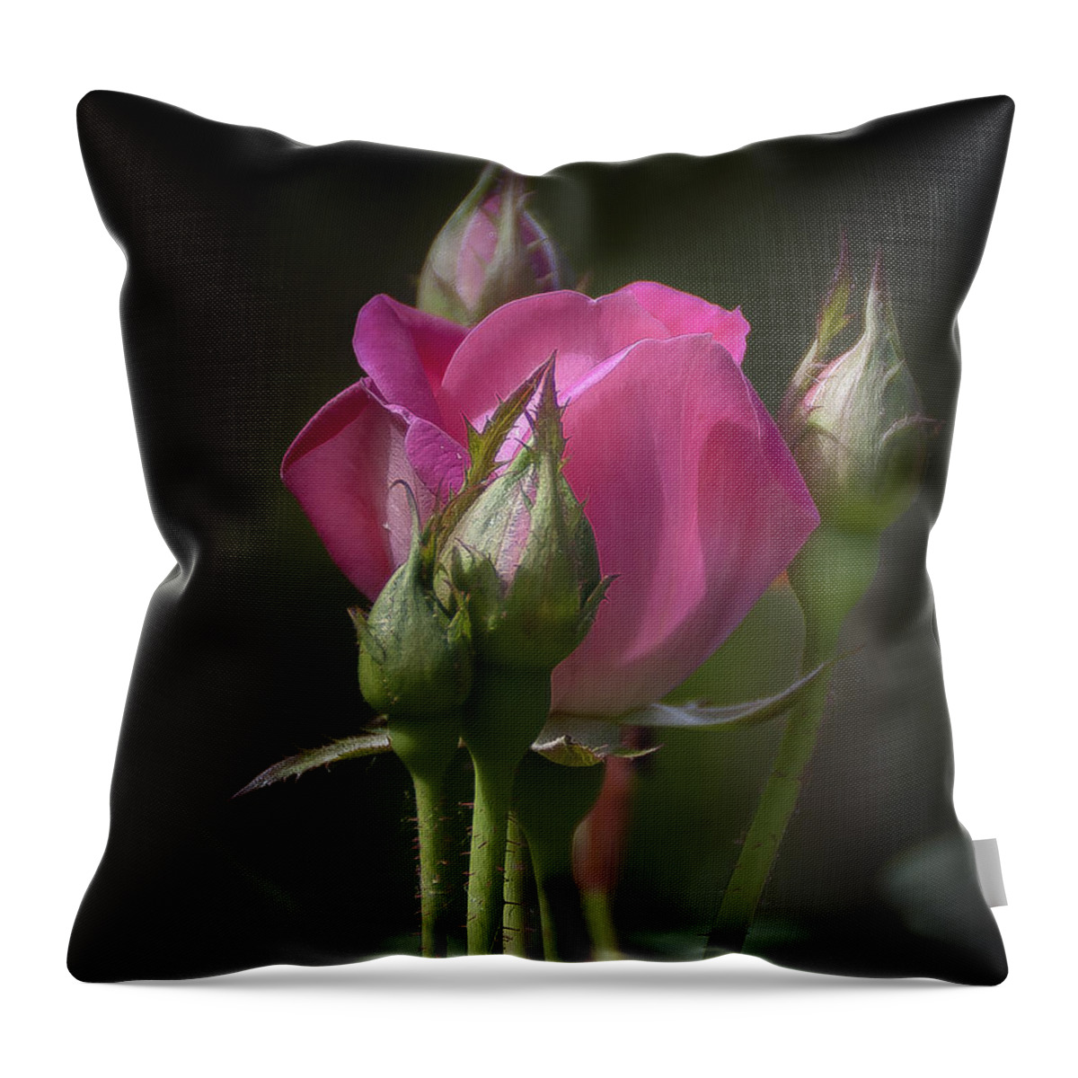 Rose Throw Pillow featuring the photograph Delicate Rose with Buds by Michele A Loftus