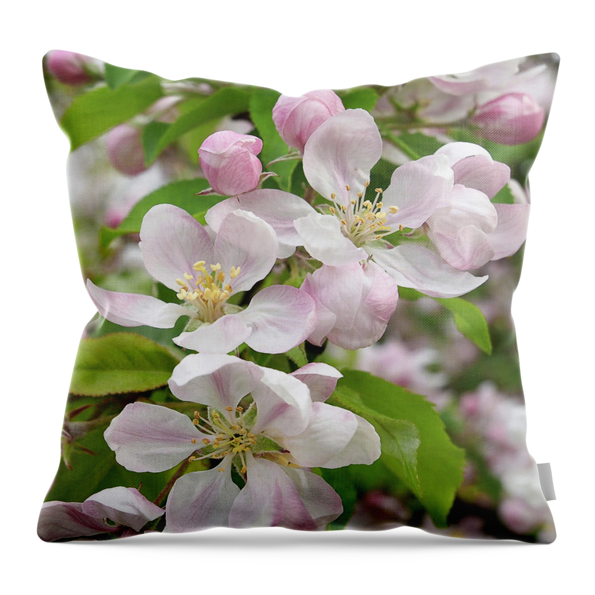 Apple Blossom Throw Pillow featuring the photograph Delicate Soft Pink Apple Blossom by Gill Billington