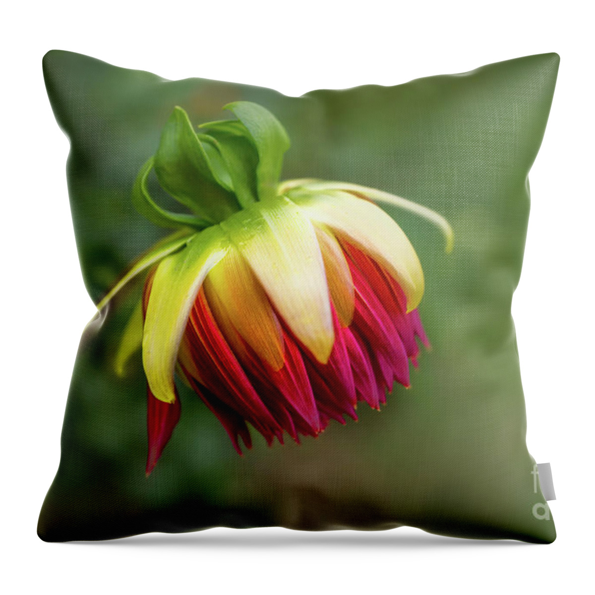 2016 Throw Pillow featuring the photograph Demure Dahlia Bud by Louise Lindsay
