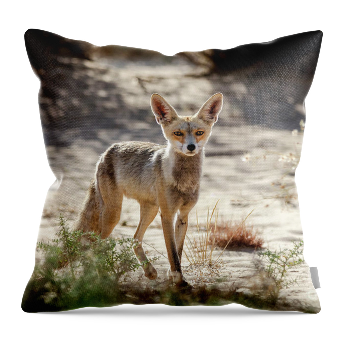 Prairie Throw Pillow featuring the photograph Desert Fox by Arik Baltinester