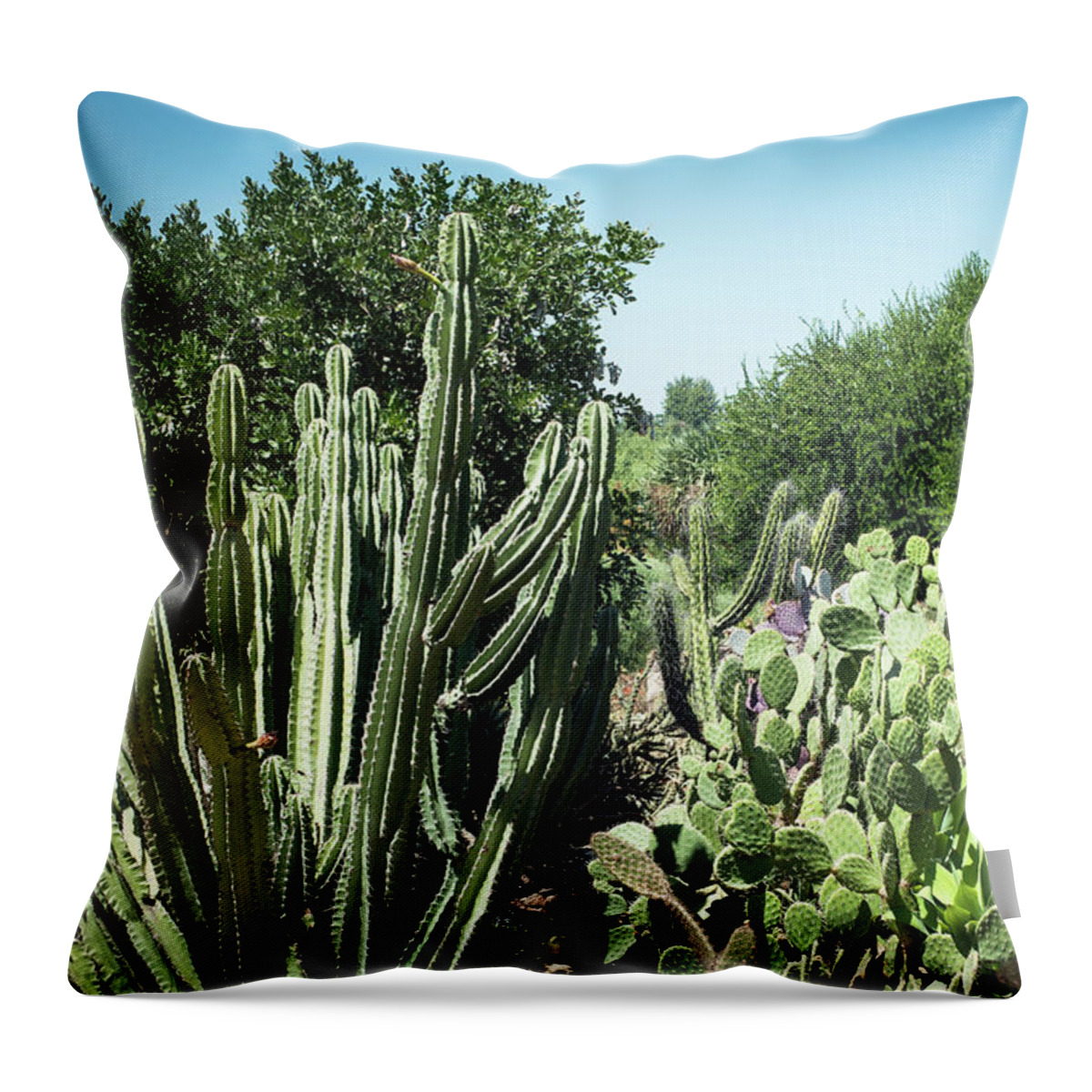 Desert Throw Pillow featuring the photograph Desert Garden by Catherine Lau