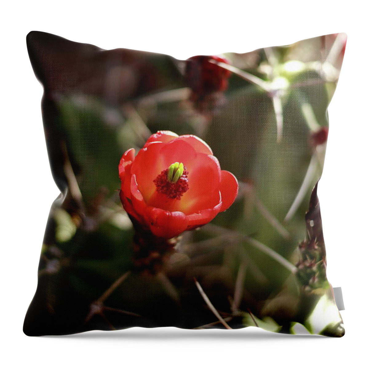 Cactus Throw Pillow featuring the photograph Desert Rose by David Diaz