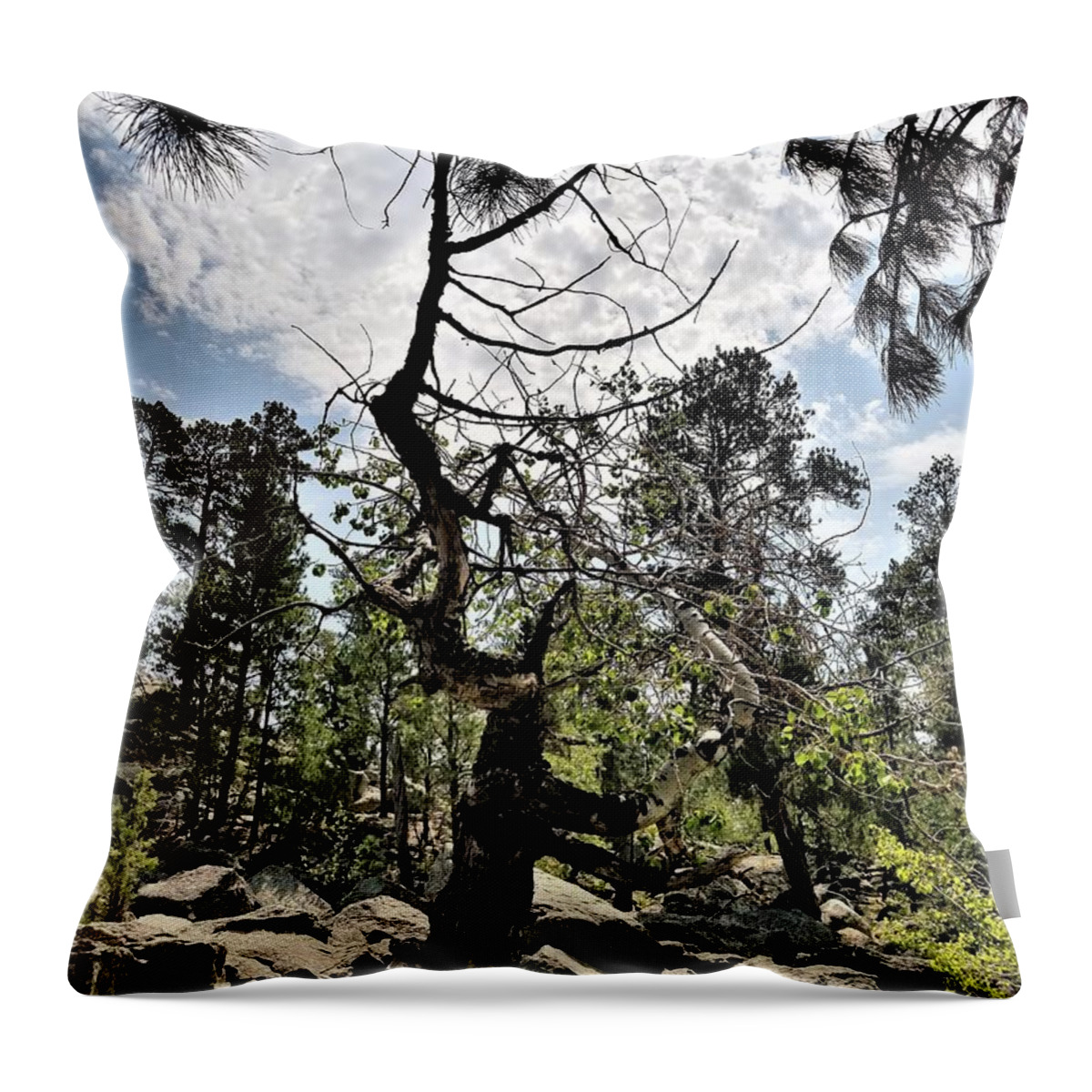 Beautiful Throw Pillow featuring the photograph Devil's Tower Deadwood by Rob Hans