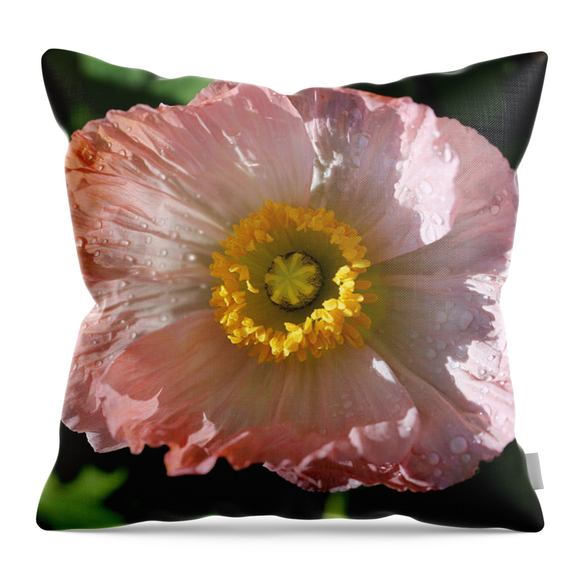 Poppy Throw Pillow featuring the photograph Dew Drop Poppy by Tammy Pool