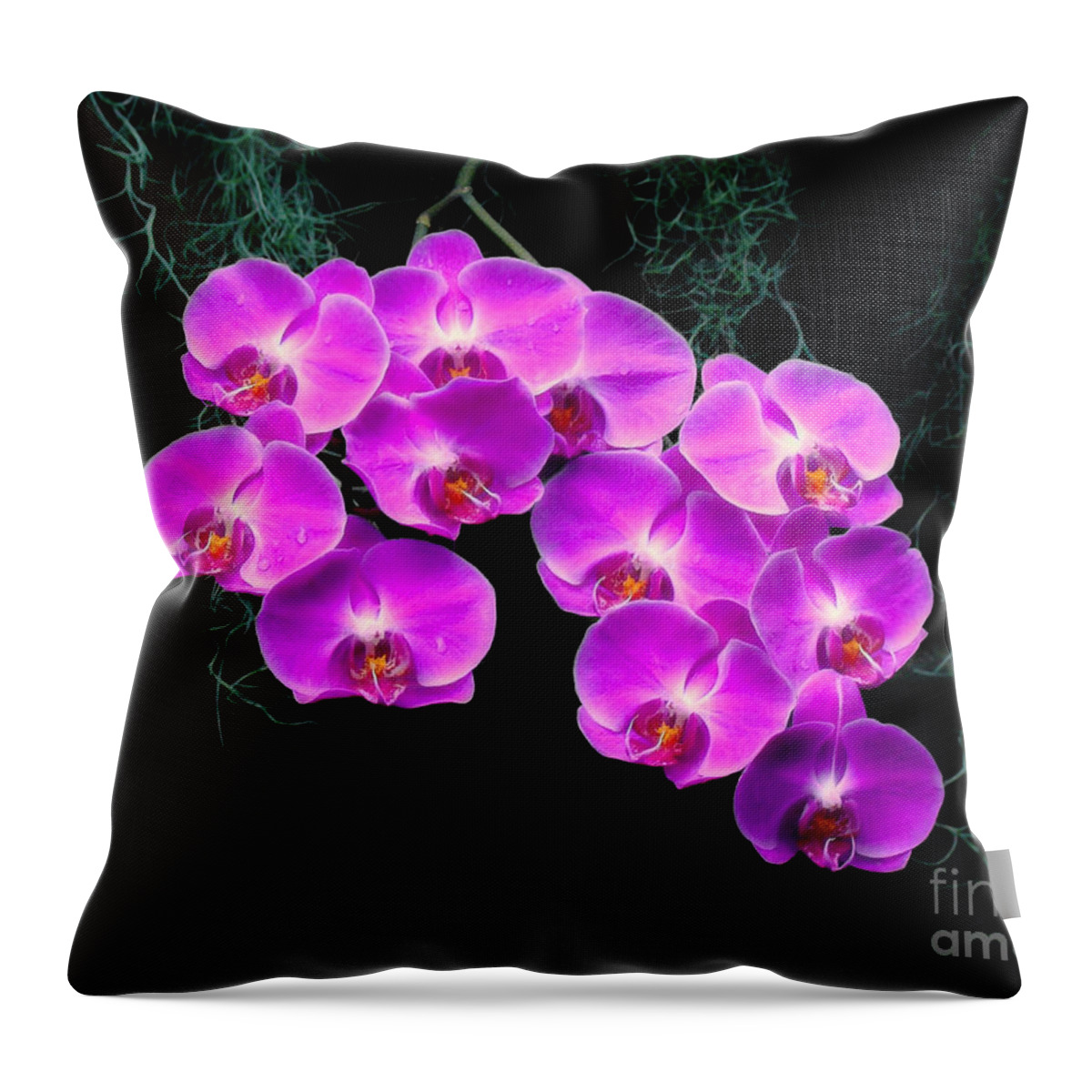 Orchid Throw Pillow featuring the photograph Dew-Kissed Orchids by Sue Melvin