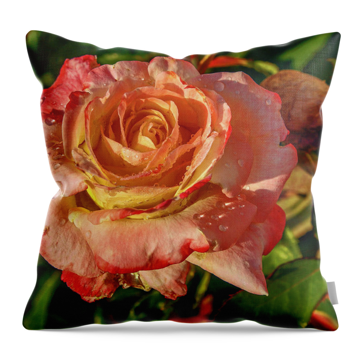Pink With Yellow Rose Throw Pillow featuring the photograph Dewey Rose by Sally Weigand