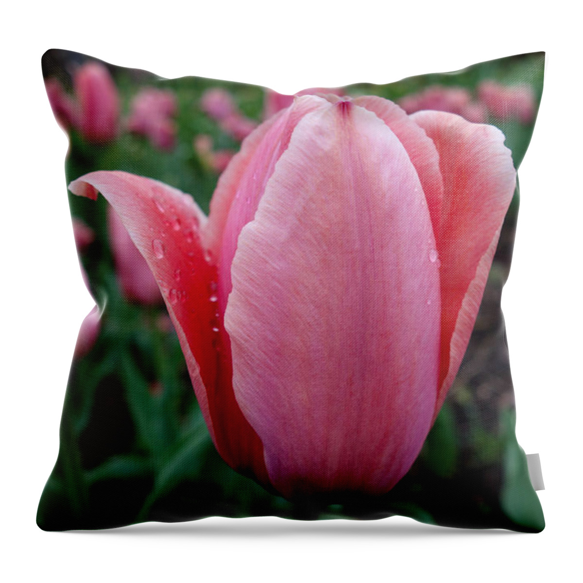 Dewy Tulip Flower Throw Pillow featuring the photograph Dewy Tulip by Jacqueline Athmann