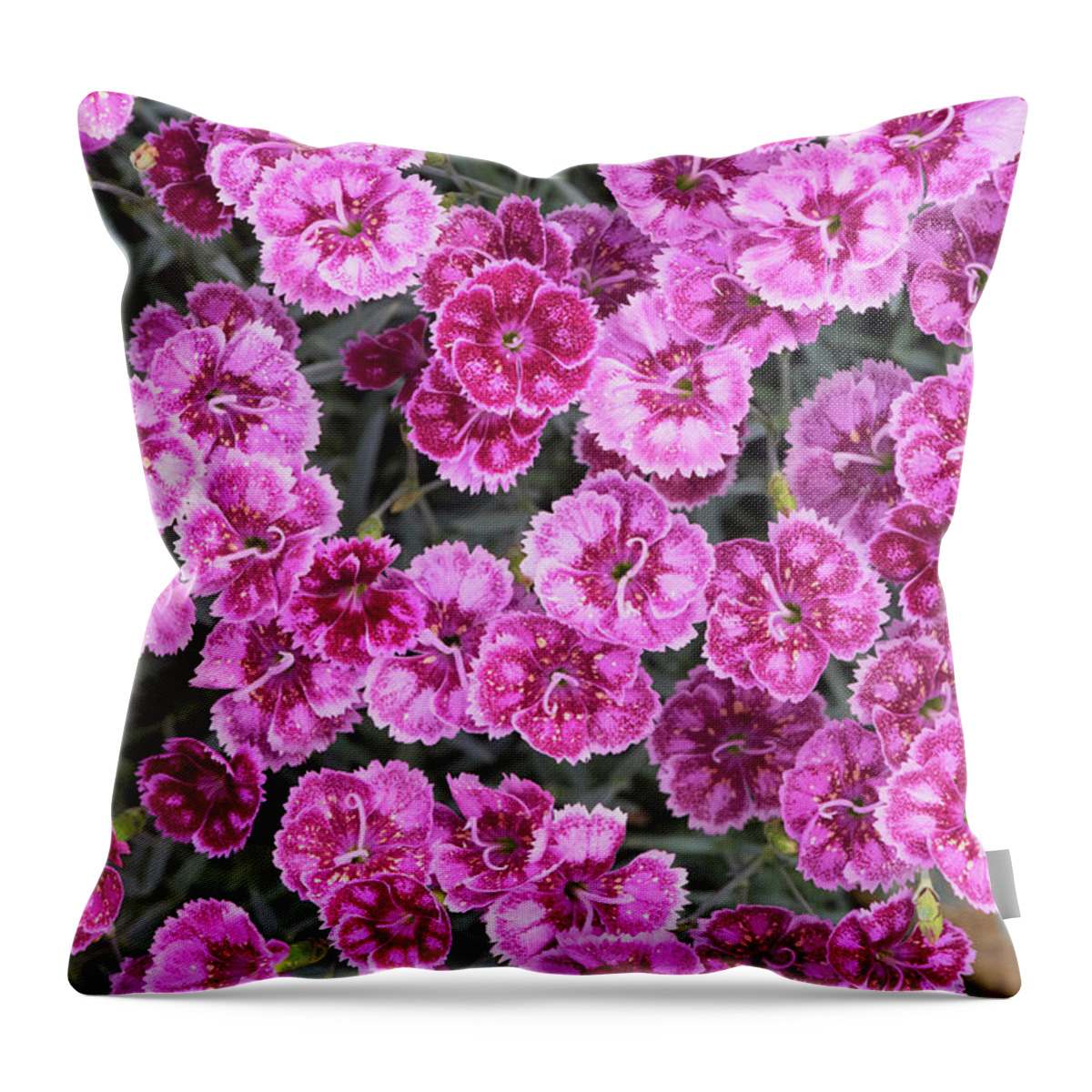 Dianthus Gold Dust Throw Pillow featuring the photograph Dianthus Gold Dust by Tim Gainey