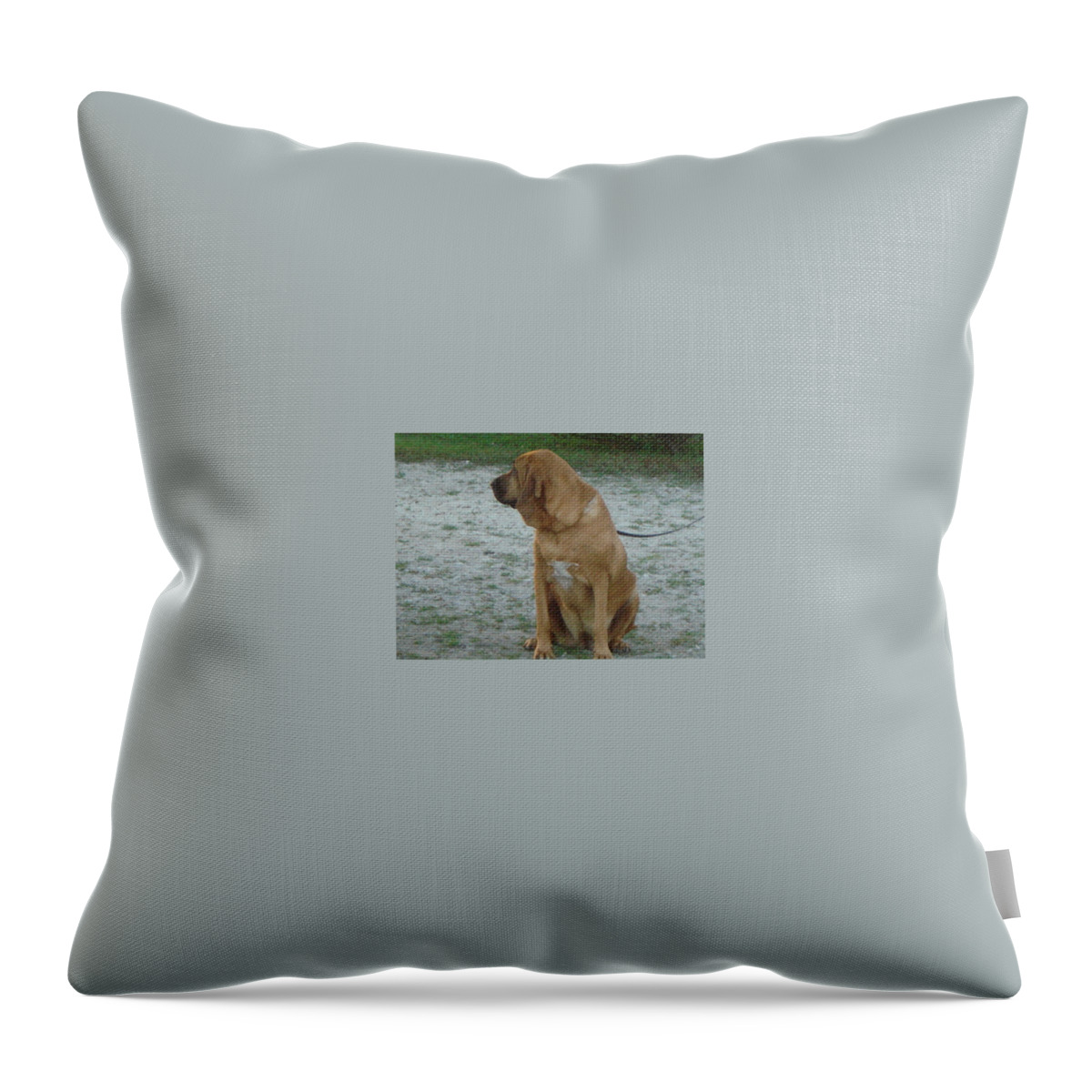 Bloodhound Throw Pillow featuring the photograph Did you hear that? by Val Oconnor