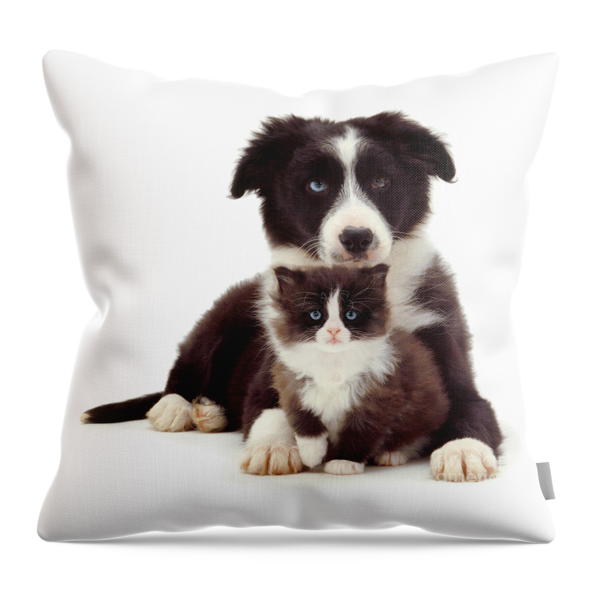 Border Collie Throw Pillow featuring the photograph Different Strokes - Same Love by Warren Photographic