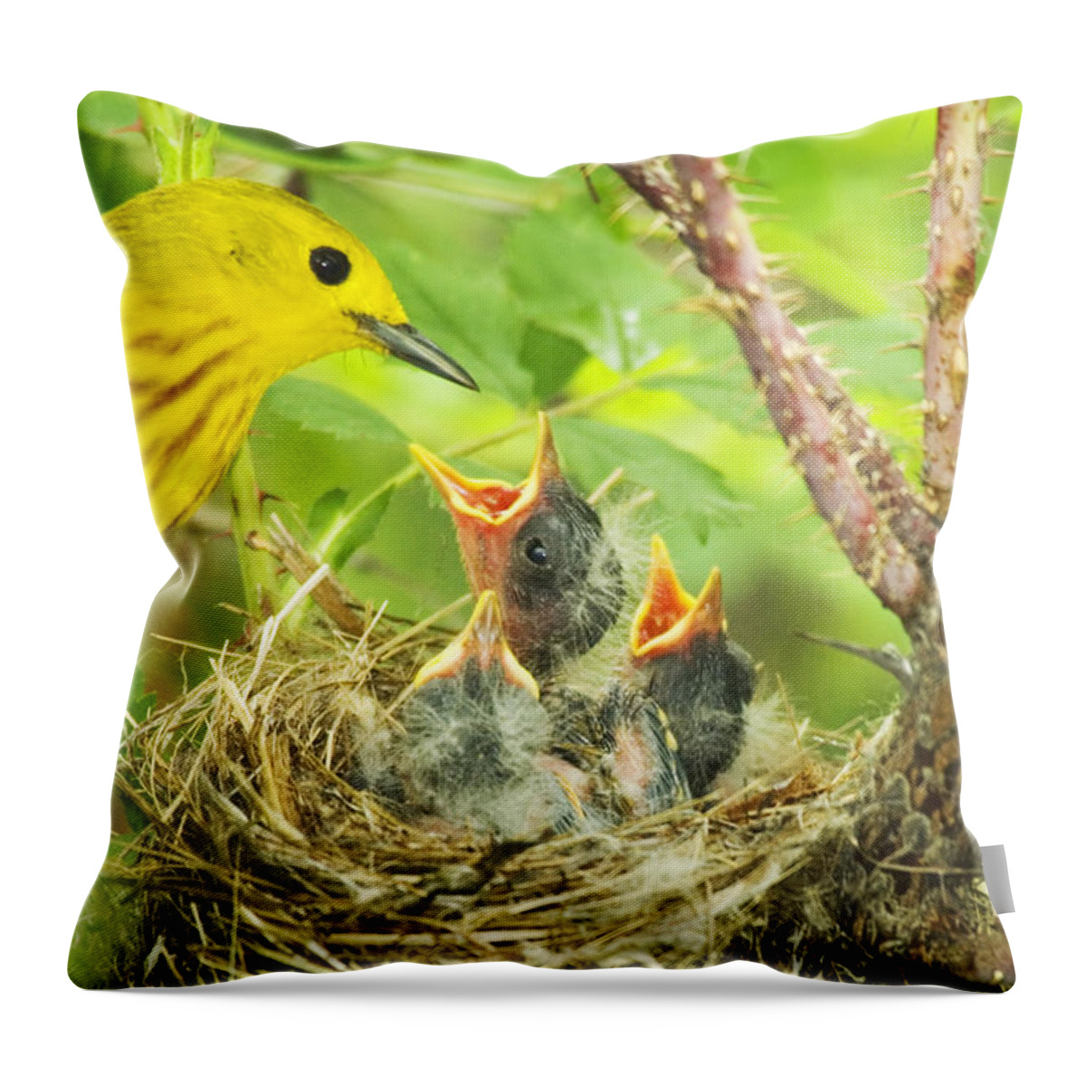Yellow Warbler Throw Pillow featuring the photograph Dinner At The Warblers by Gary Beeler