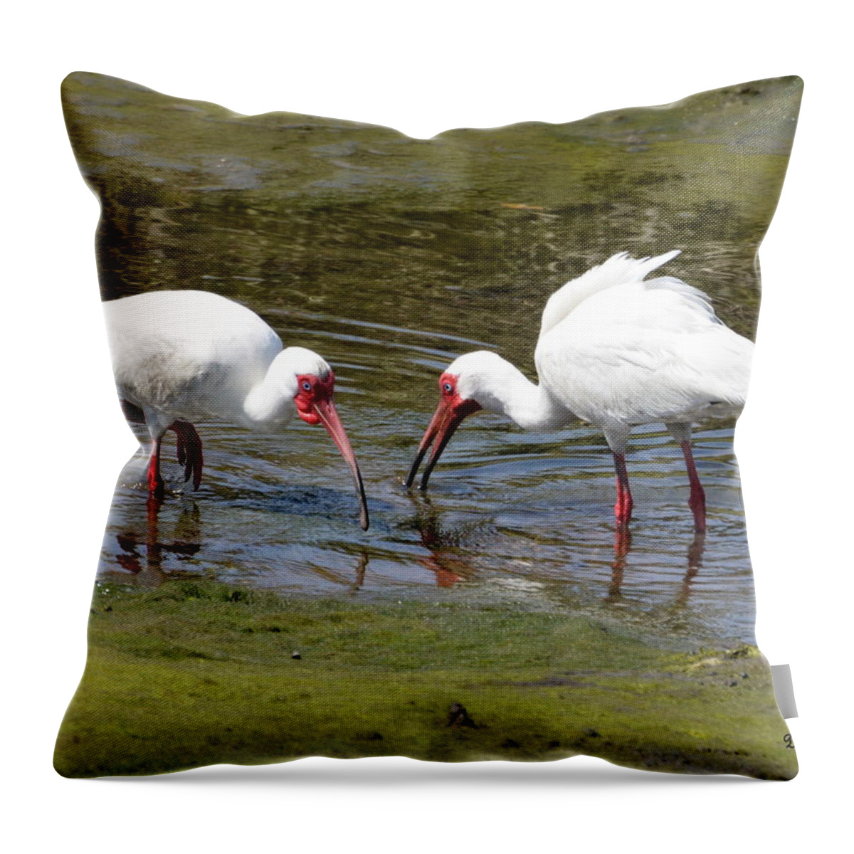 Ibis Throw Pillow featuring the photograph Dinner for Two by Dan Williams