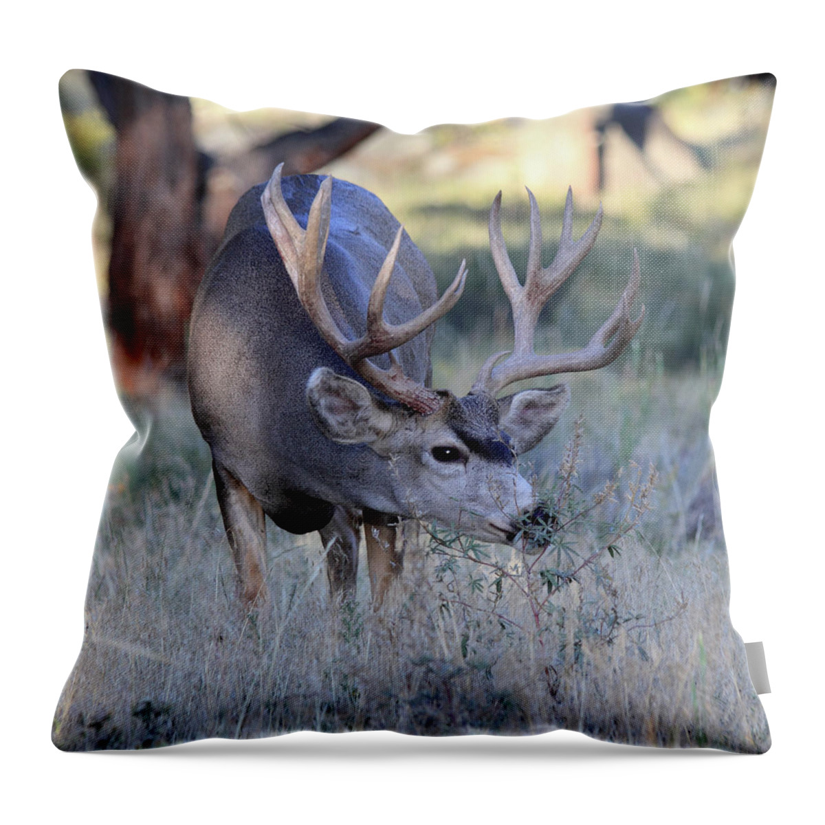 Mule Deer Throw Pillow featuring the photograph Dinner Time by Shane Bechler