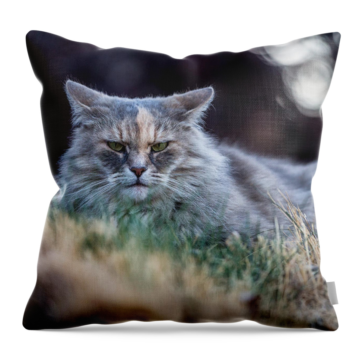 Cat Throw Pillow featuring the photograph Disturbed Cat - Grace by Everet Regal