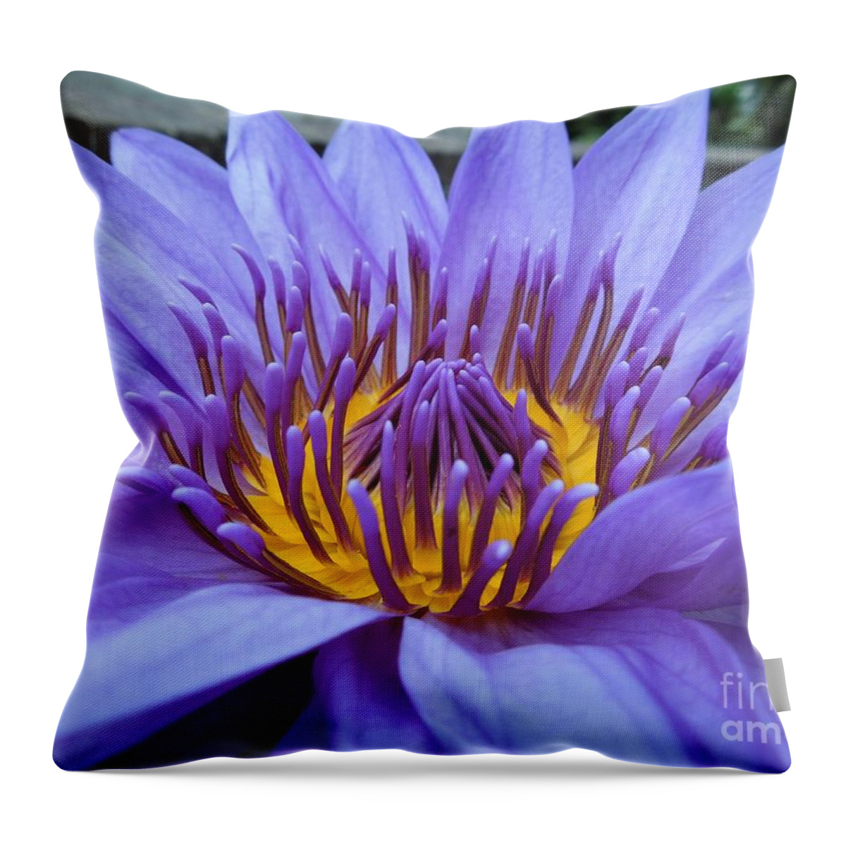 Water Lily Throw Pillow featuring the photograph Divine by Chad and Stacey Hall
