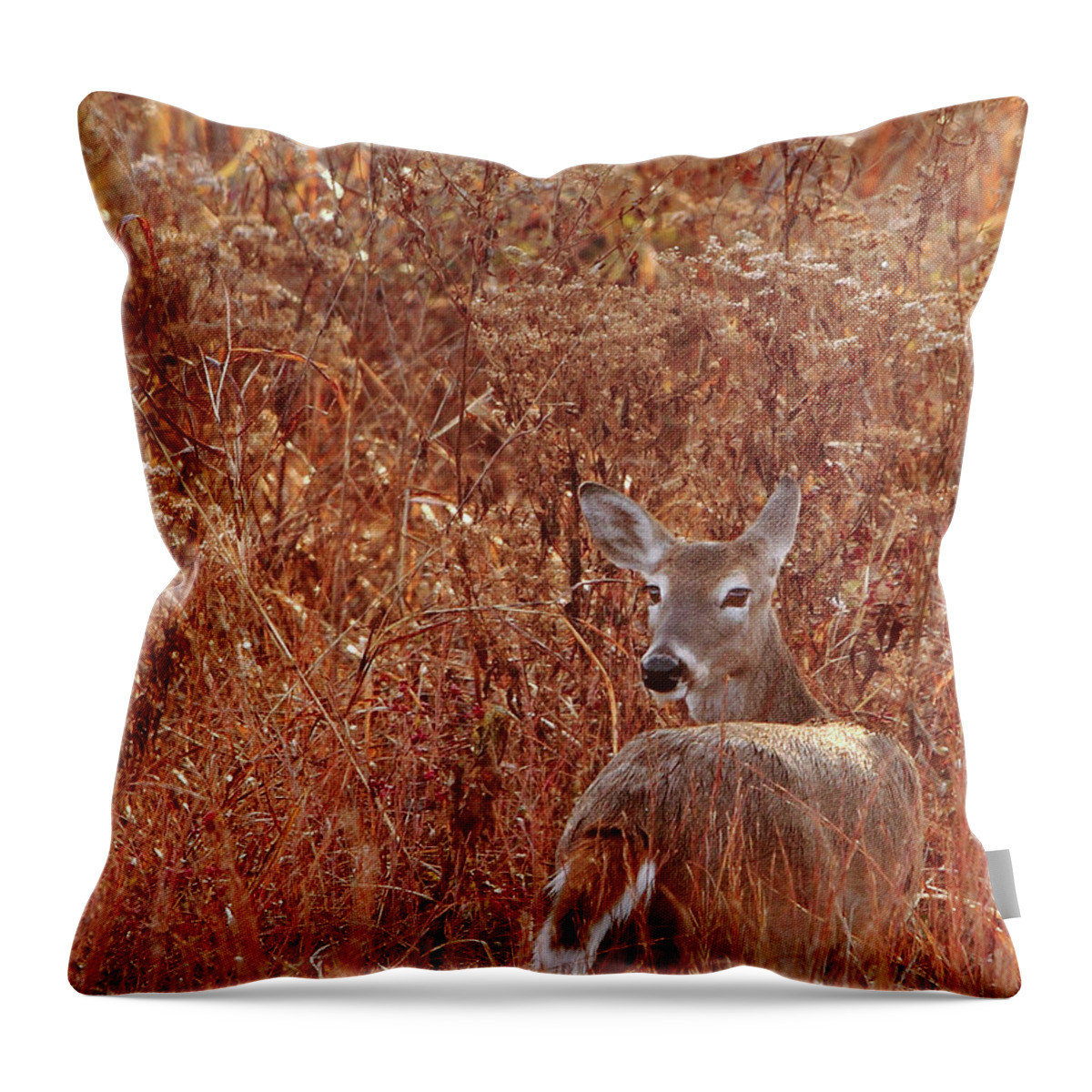 Wildlife Throw Pillow featuring the photograph Doe In Red Grass by Robert Frederick