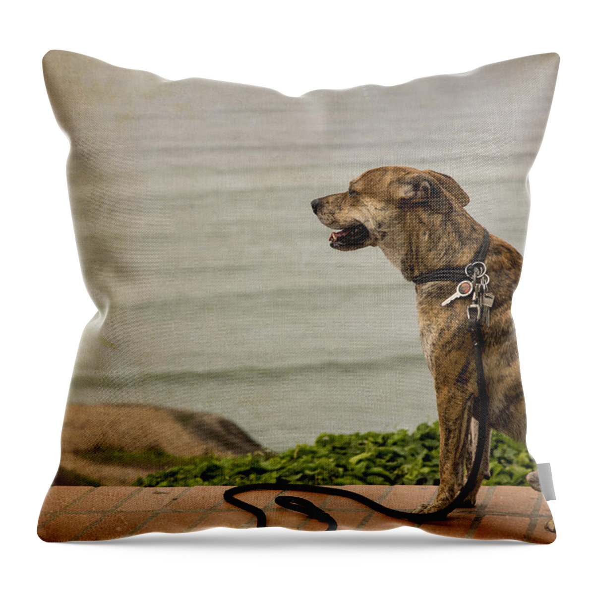 Lima Throw Pillow featuring the photograph Dog on the Beach by Kathryn McBride