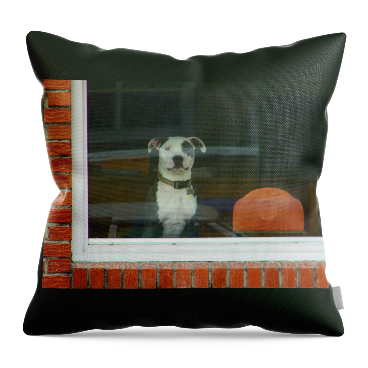 Abstract Throw Pillow featuring the photograph Doggie in the Window by Lenore Senior